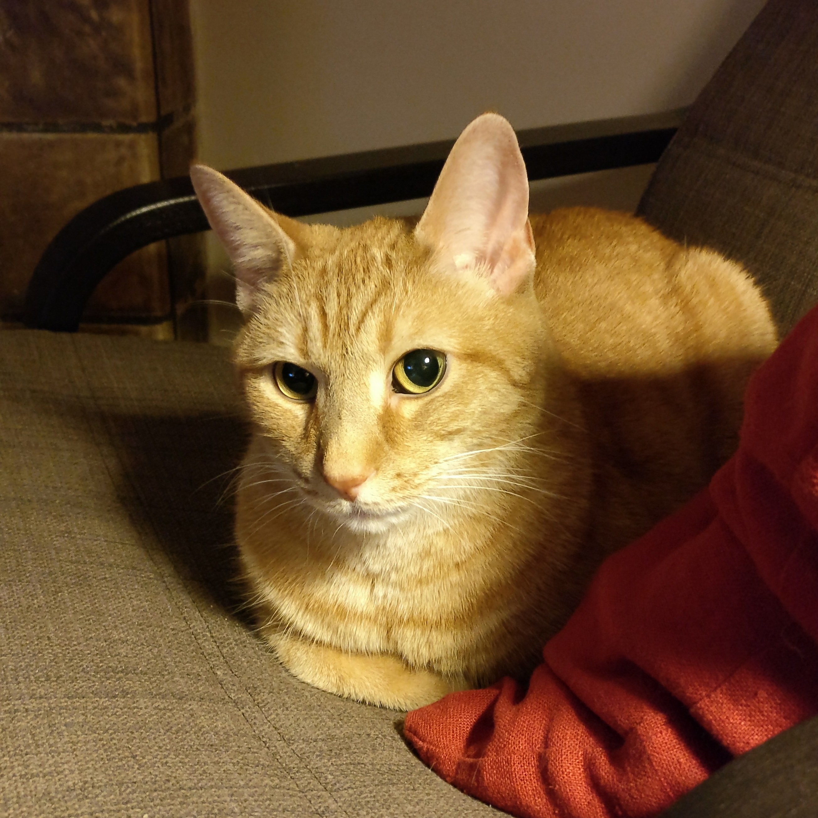 Louie being a cat loaf