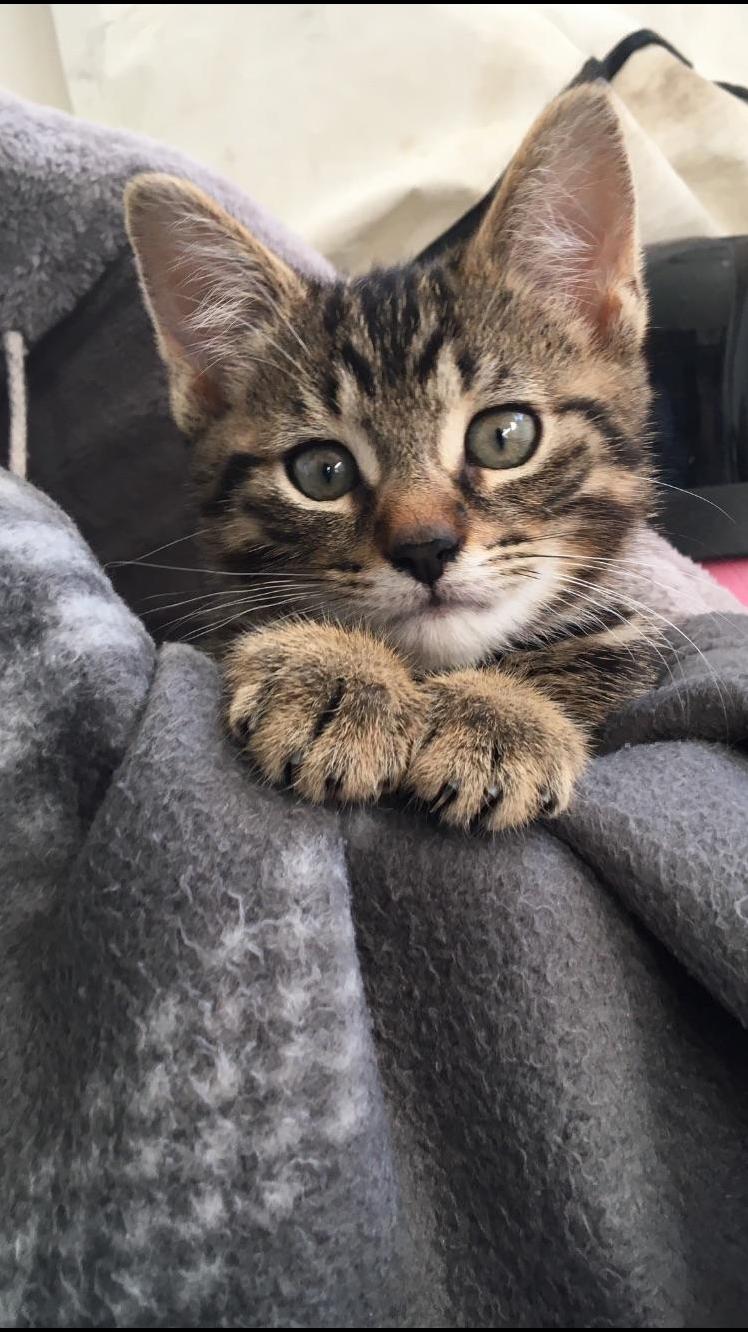 Meet arlo – our 10 week old kitten we collected from the margaret green animal rescue centre in dorset this morning.