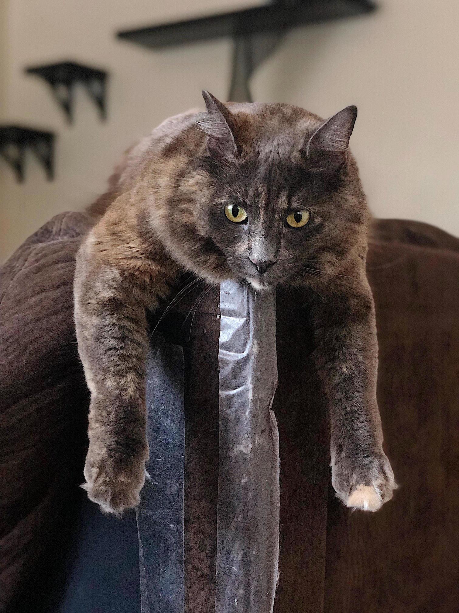Meet maya, 2.5 yr old dilute tortie ragamuffin, this is her favorite way to lounge on the couch