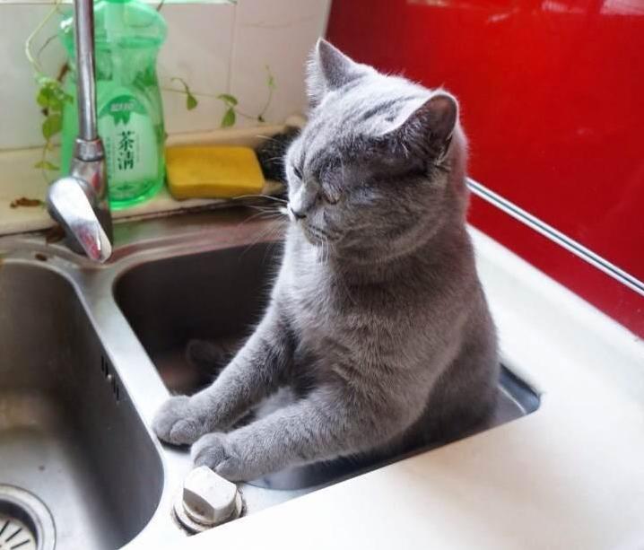 My boy steve, reflecting on how he became a kitchen sink kind of cat.