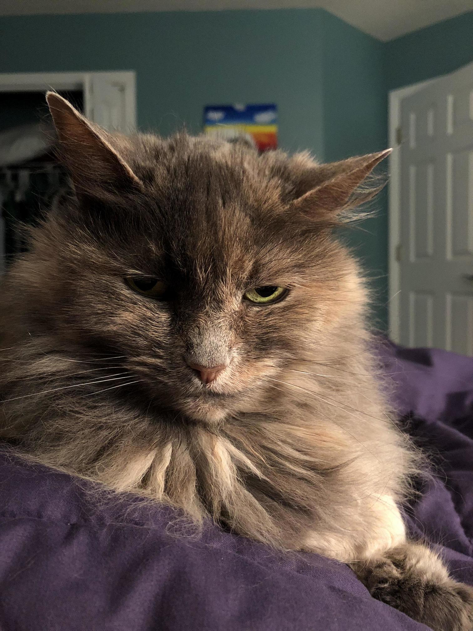 My cat s only desire is to lay on me when i m sleeping Cute cats HQ