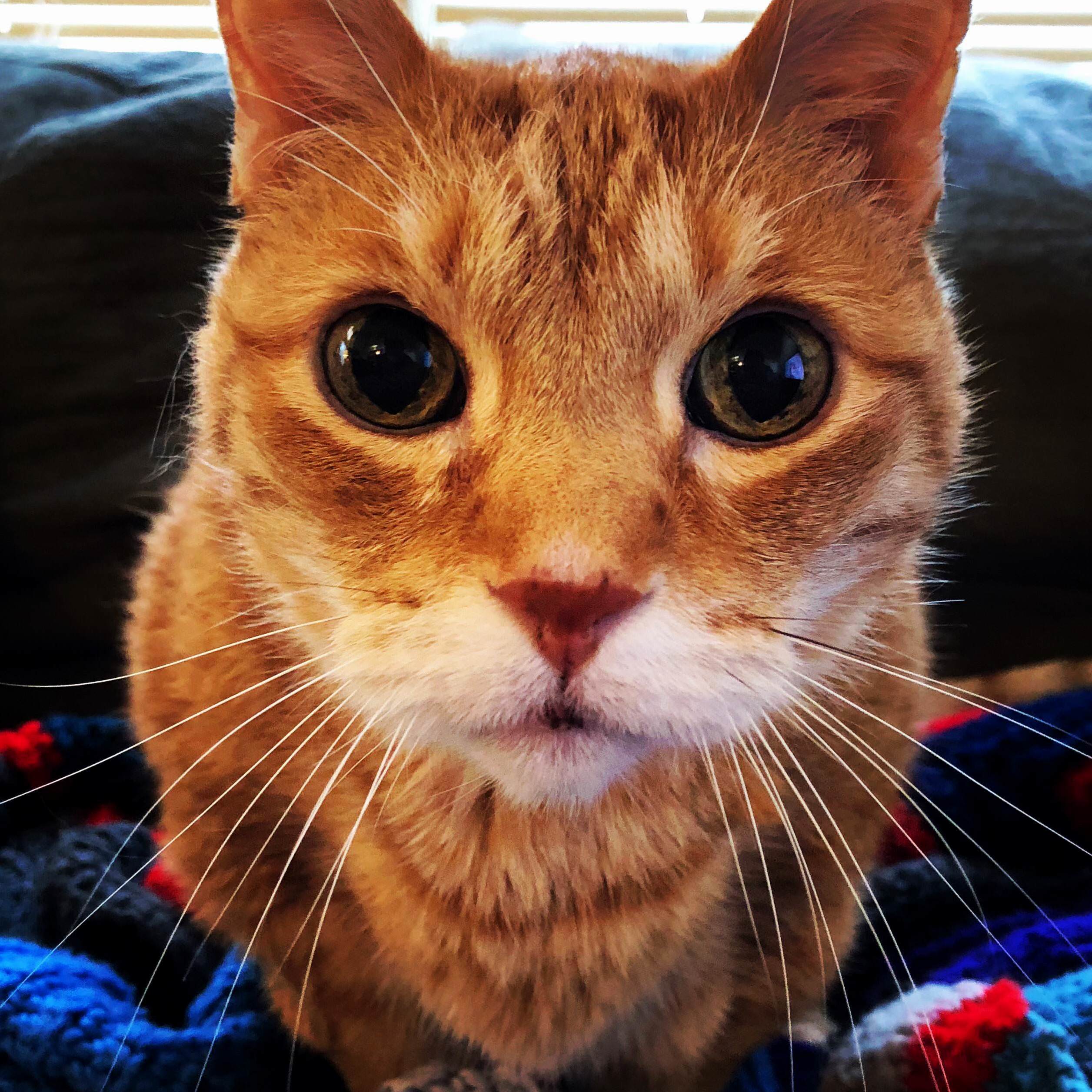My cat butters turned 15 today. hes my favorite smelly cat.