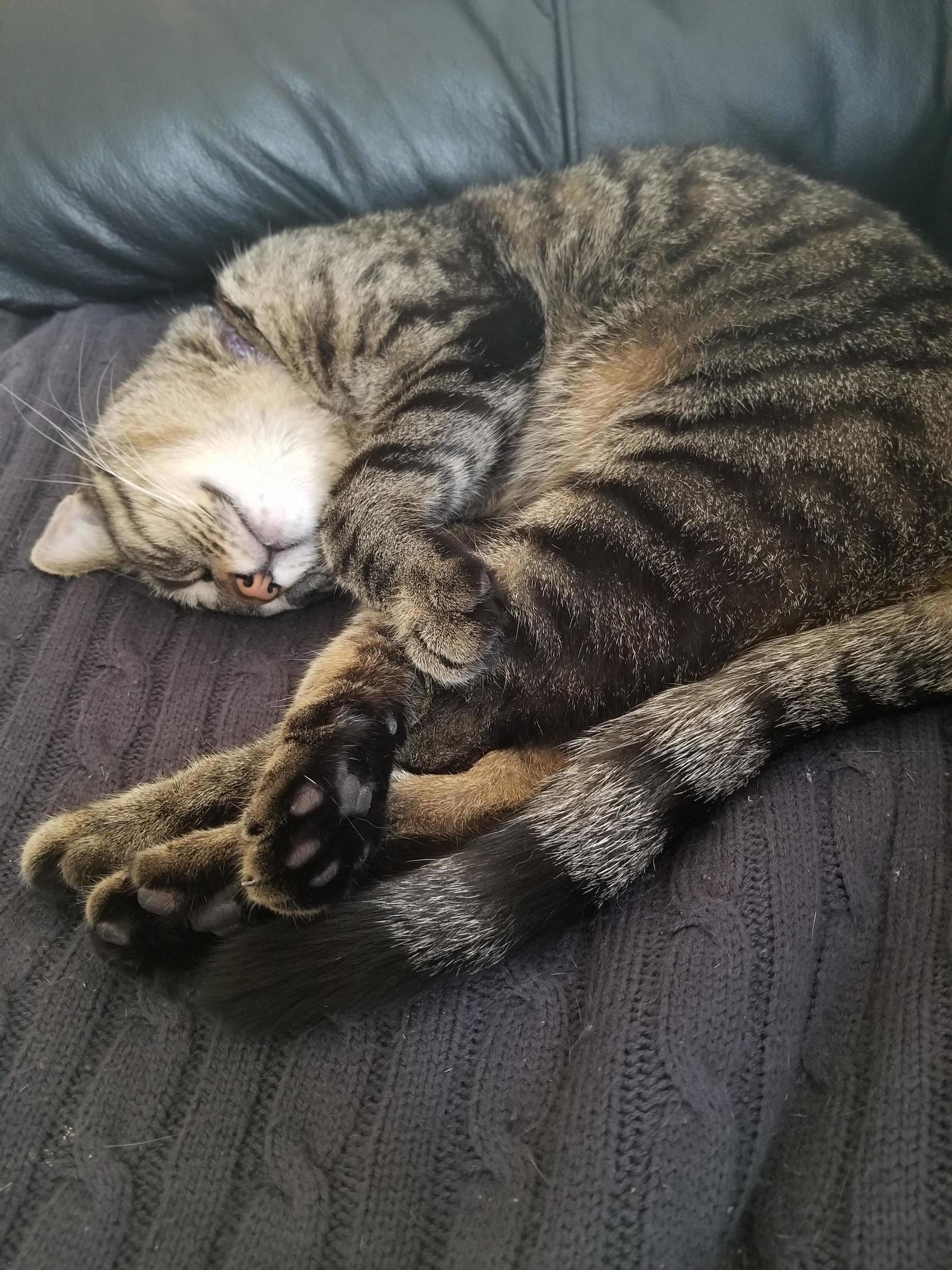 My cats favorite position to sleep.