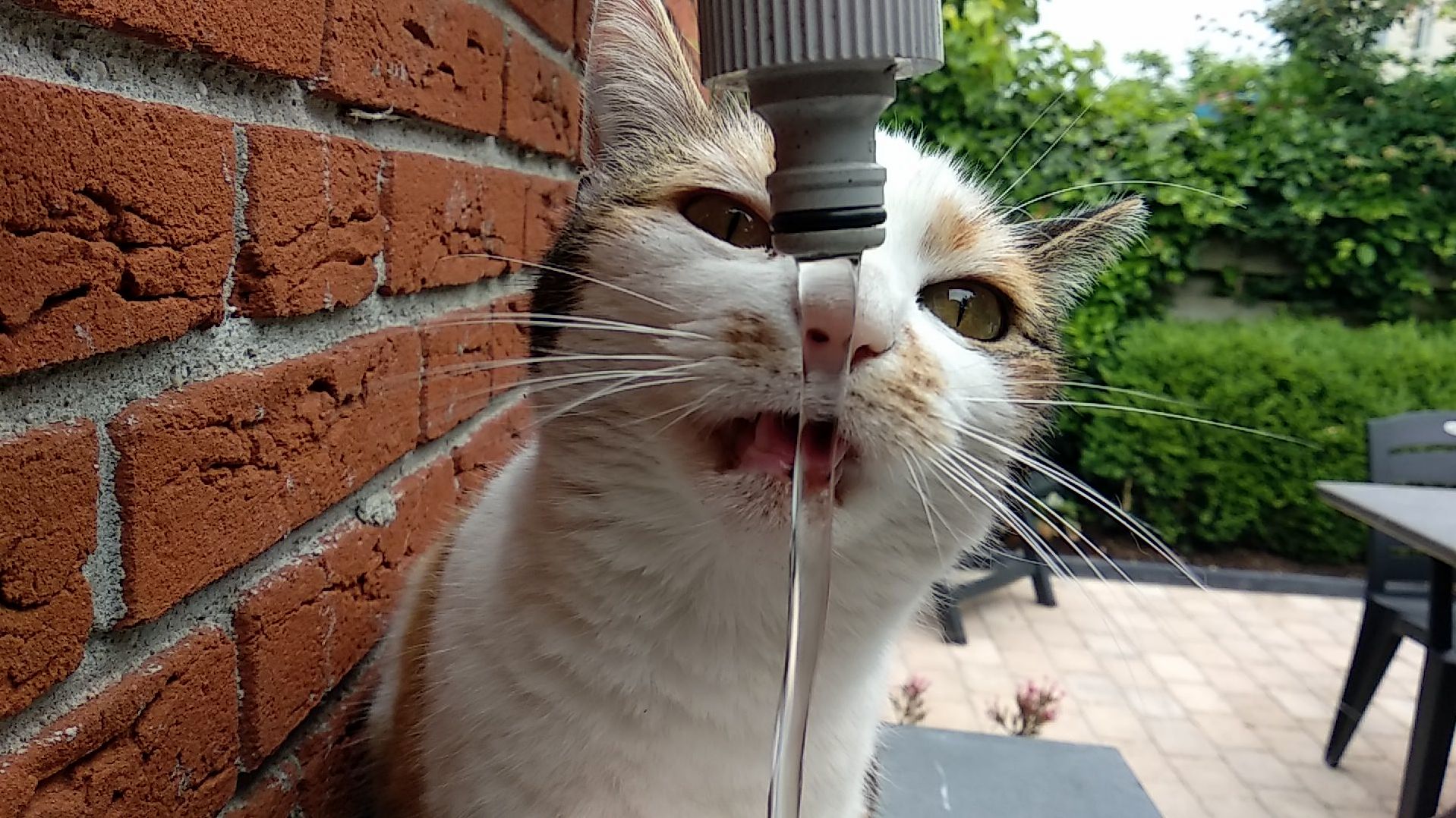 My dad installed a sink outside. this girl couldnt be any happier!