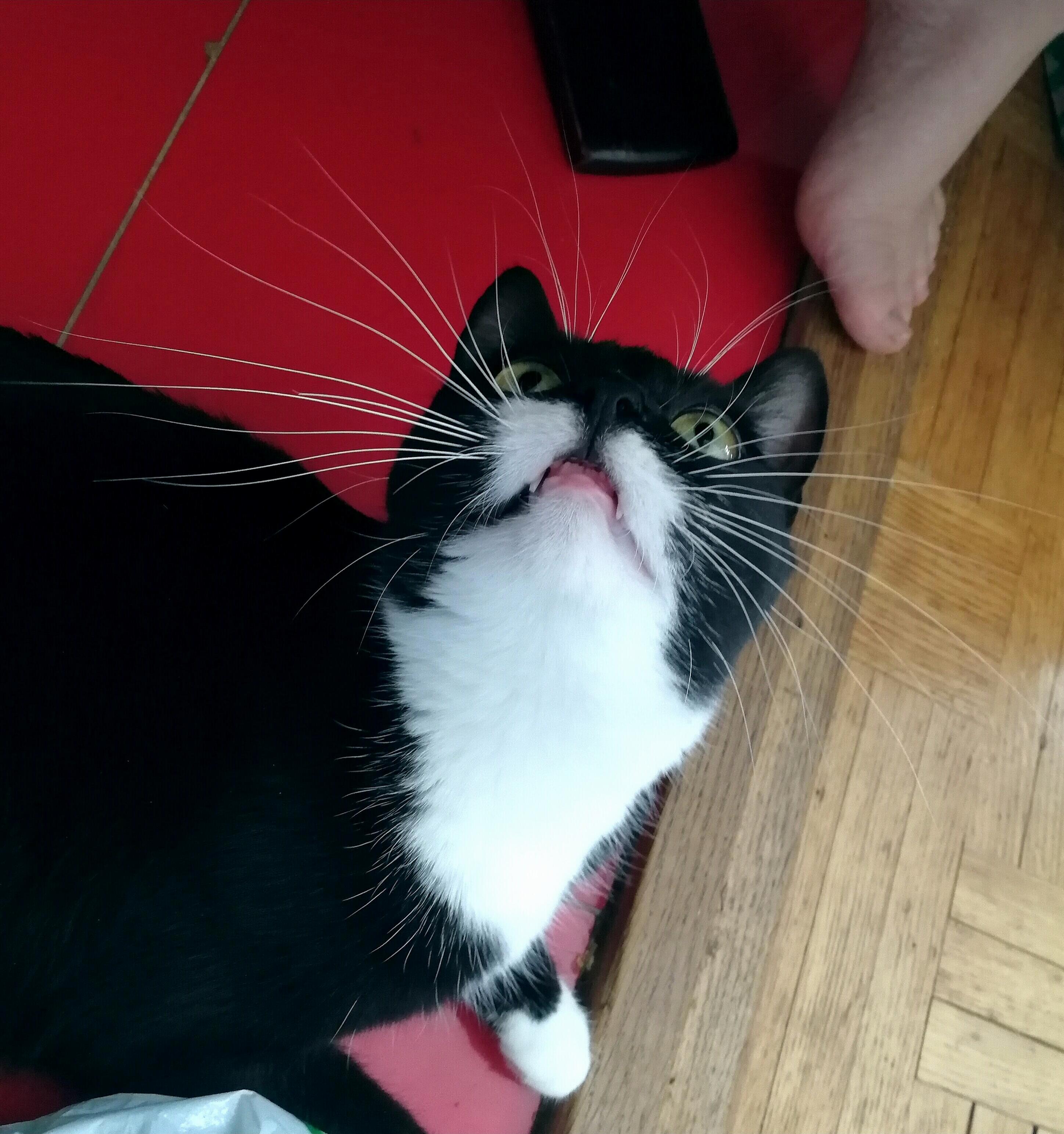 My feisty tuxedo gal has looong whiskers