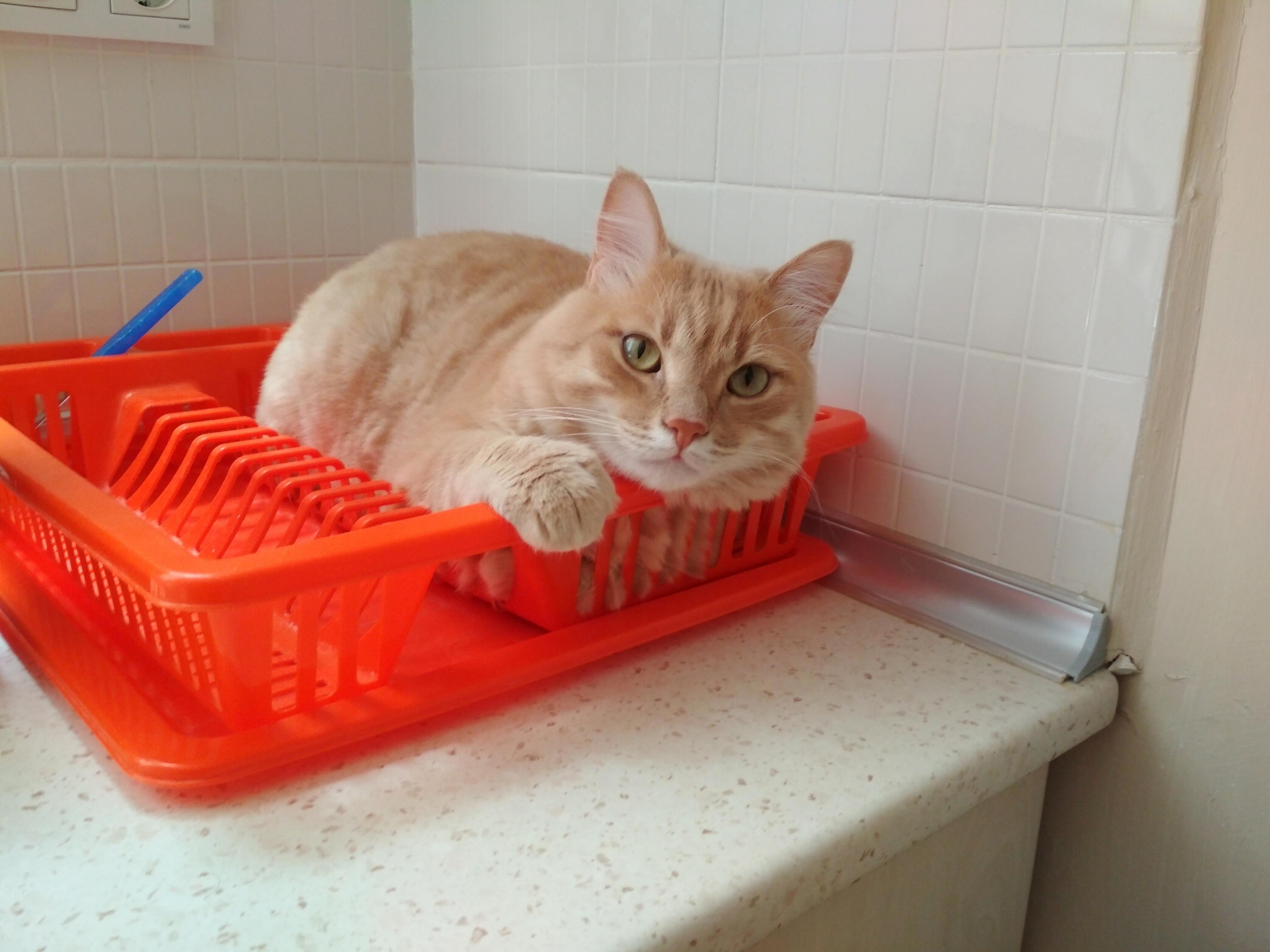 My girlfriends cat thinks he is dishes