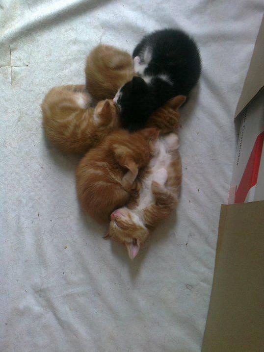 My two and their siblings 7years ago!