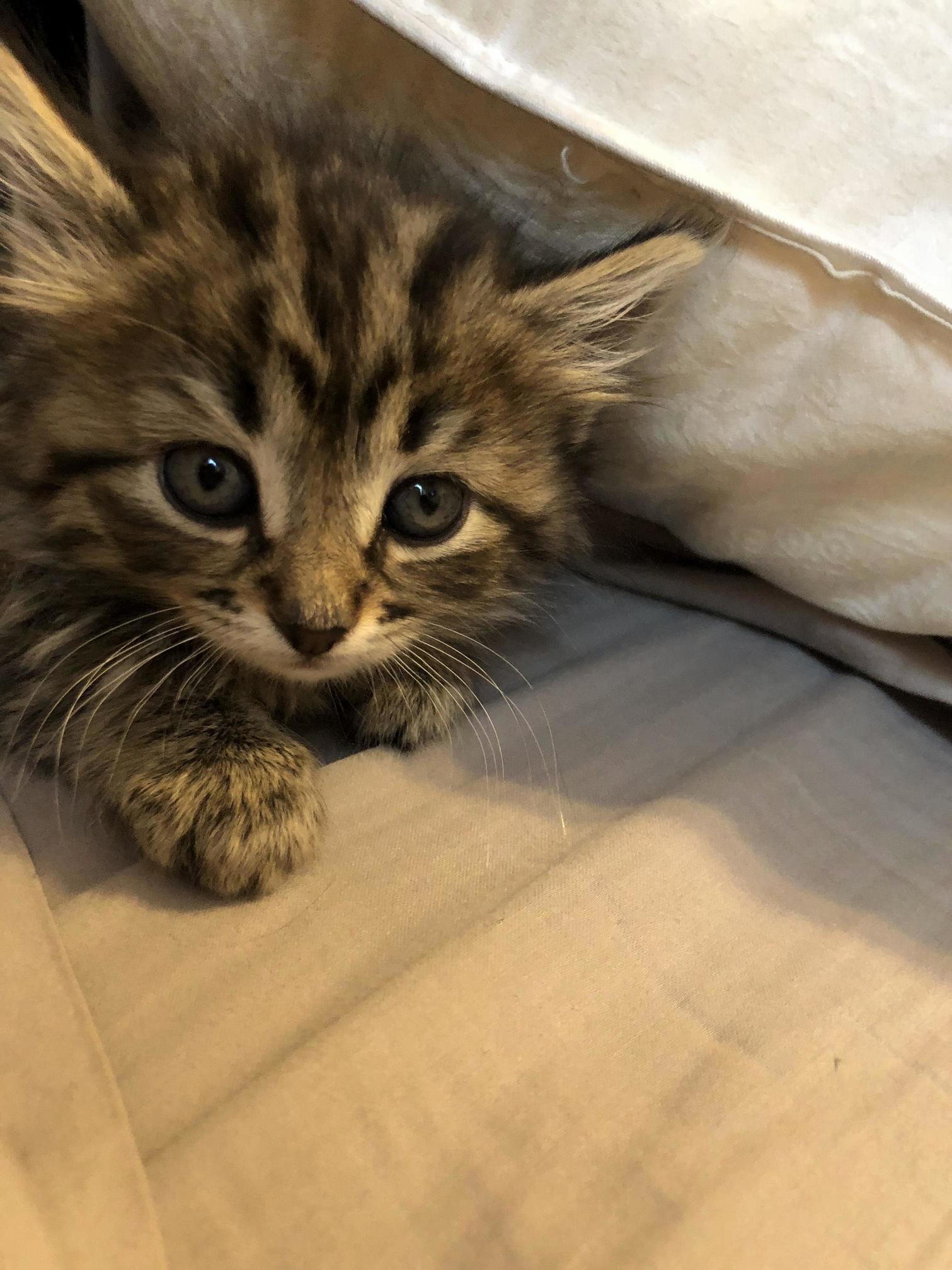 Name my cat! (4 week old female kitten)
