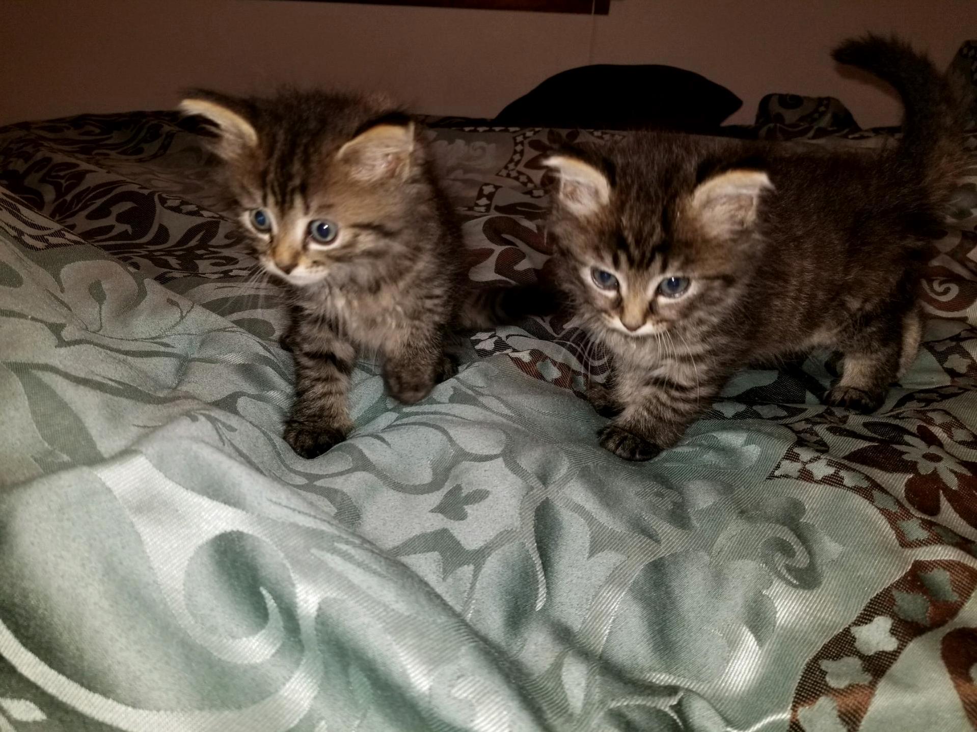 Need name suggestions for 2 new members of the family