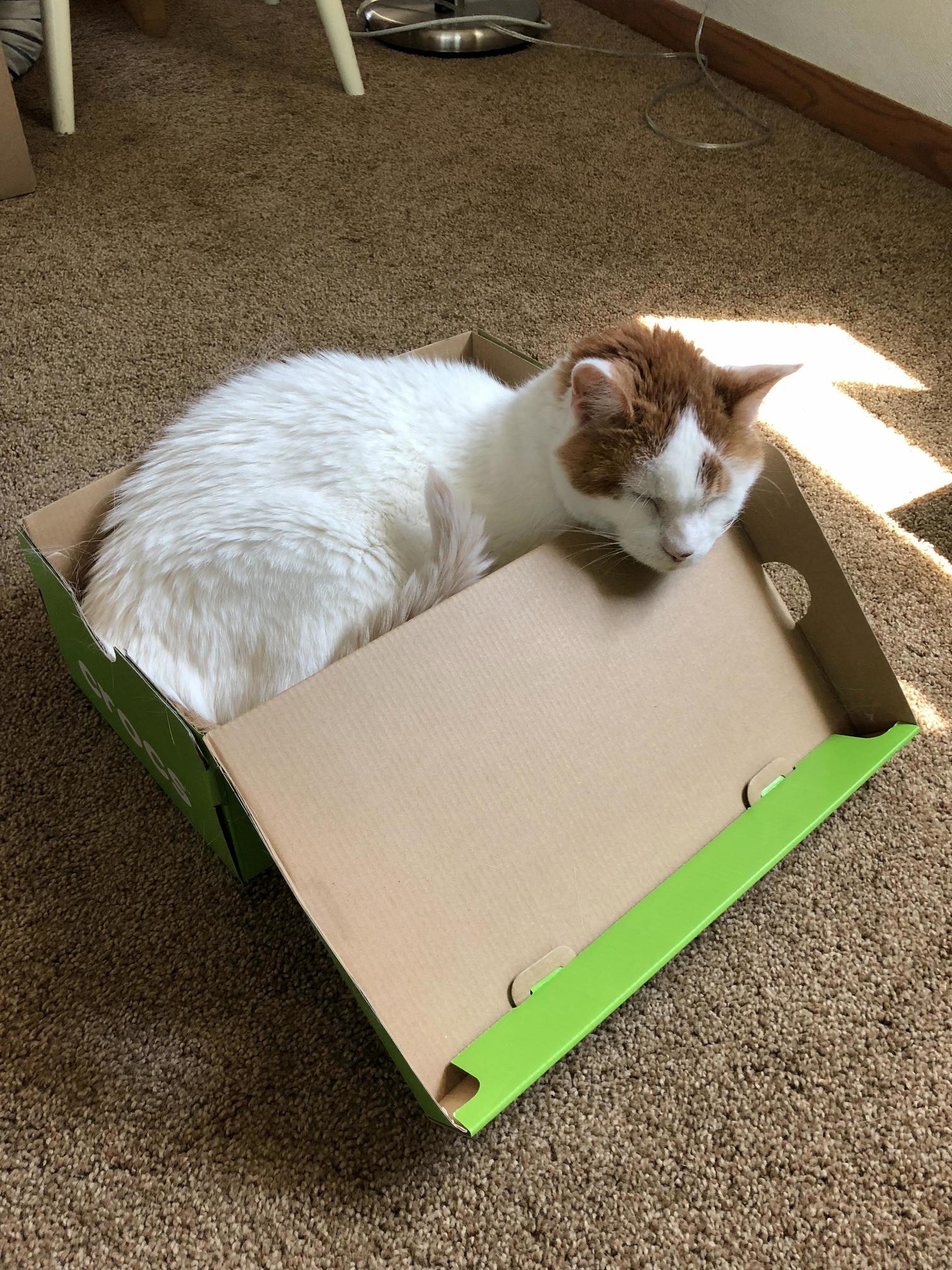 No clue how my 14 pound cat fit himself into a shoebox, but here he is