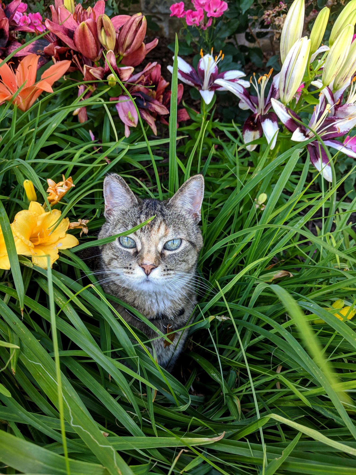 Nuffin to see here, just a buncha fowers, hooman. defunitlee no catz!  inside cat who isnt ready to go inside