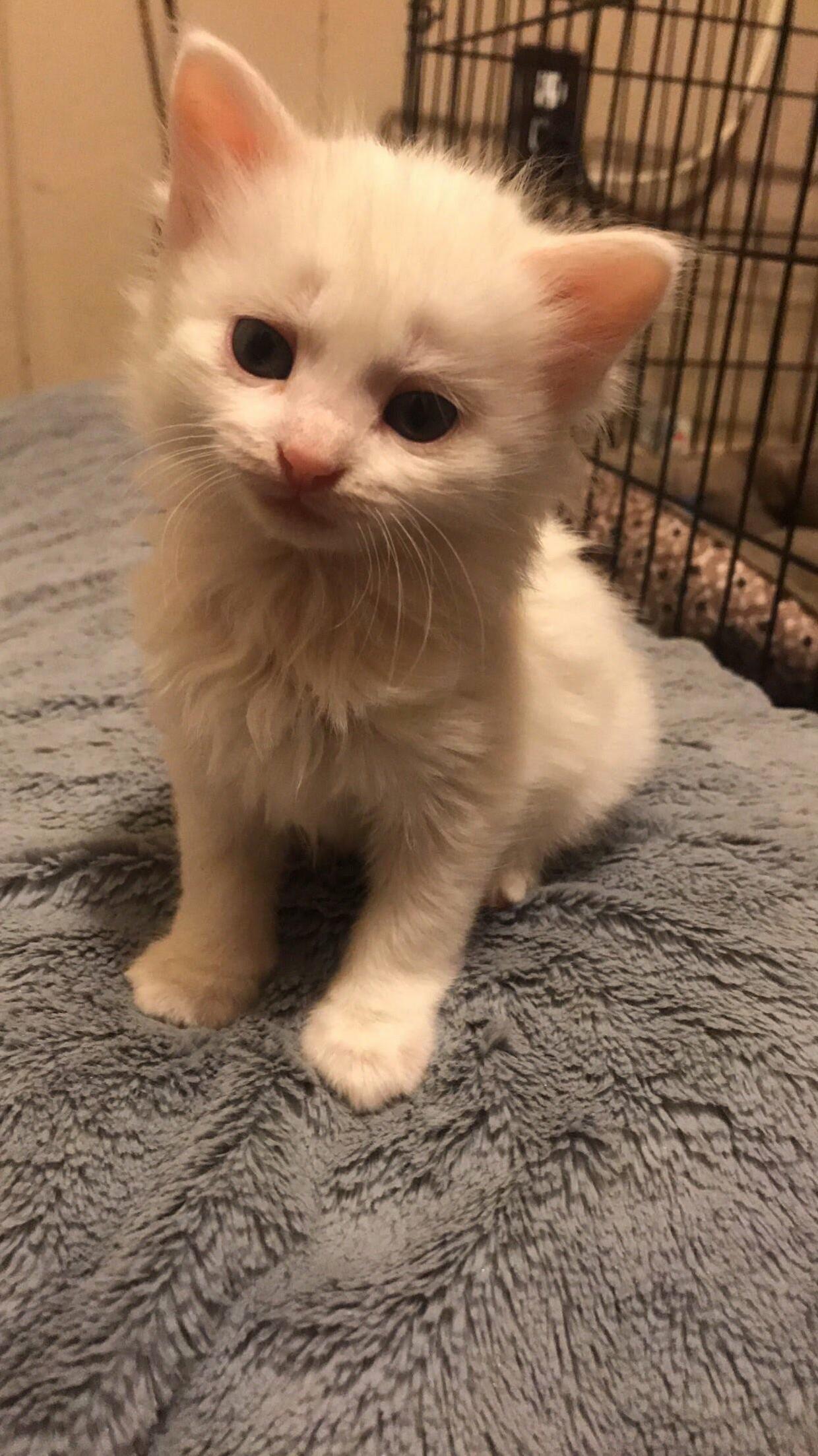 One of the sweet foster kittens i got to help for a few weeks