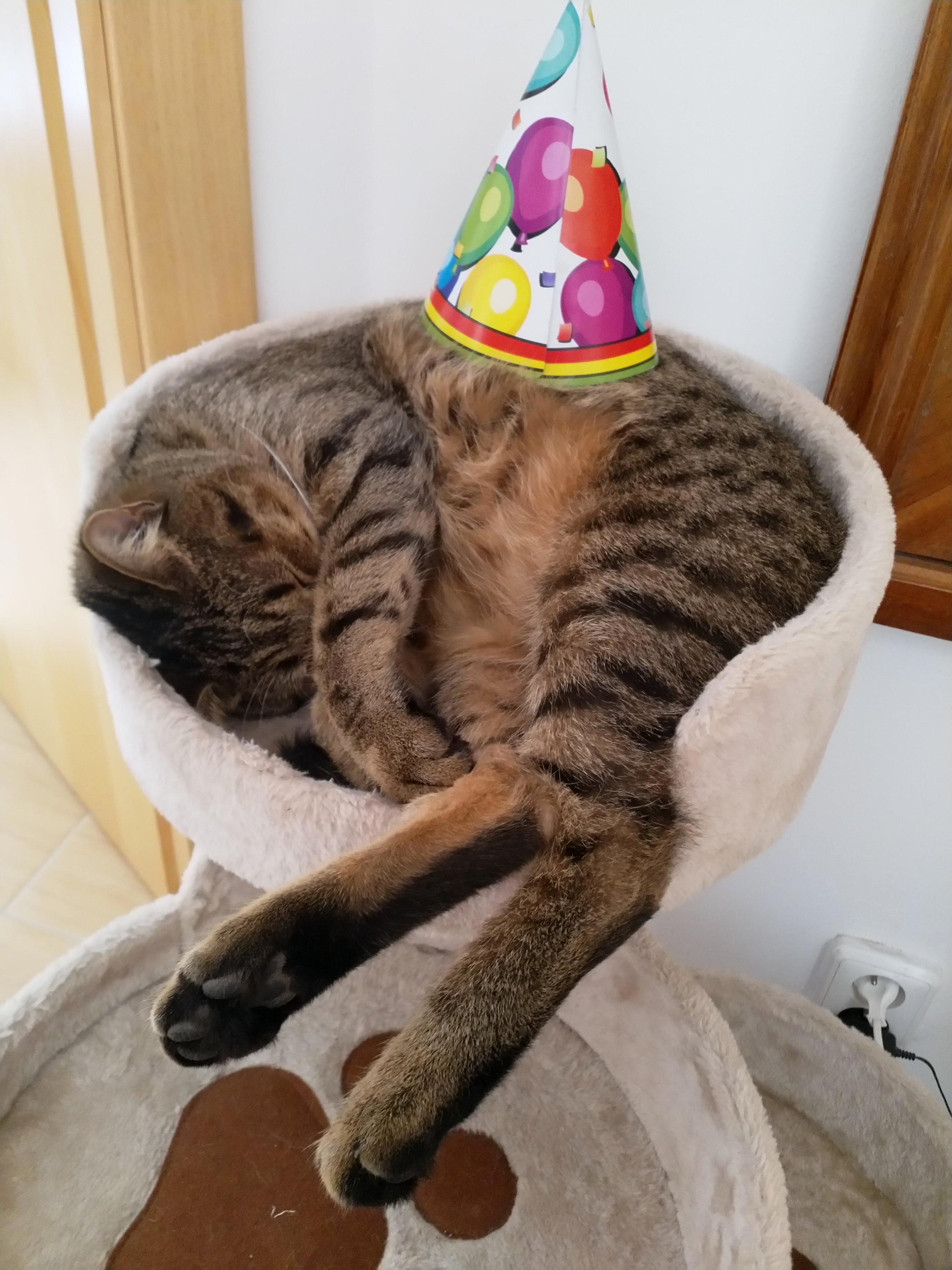 Our cat didnt seem too excited about his birthday celebration