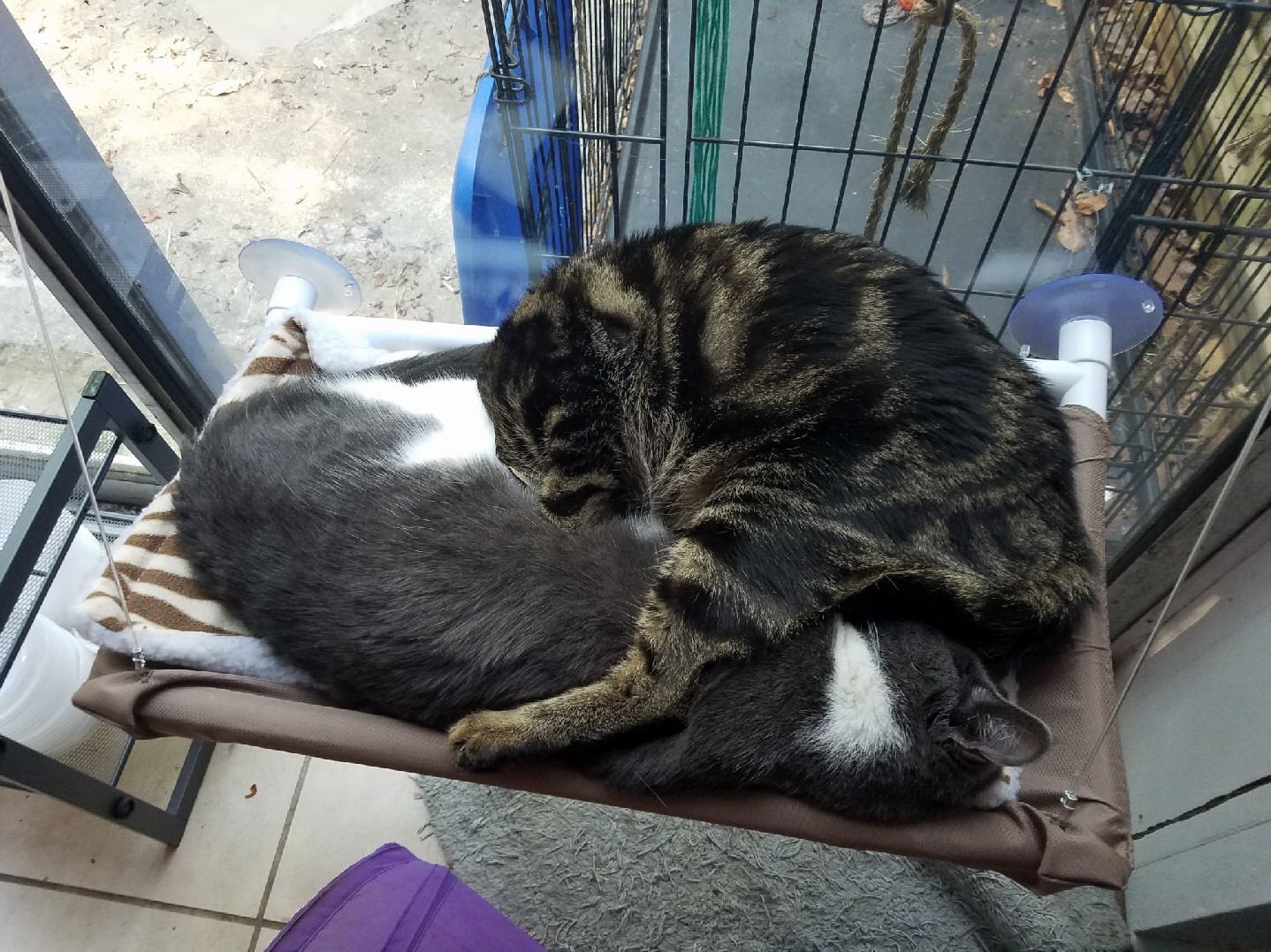 Our kitties cuddle in the weirdest ways