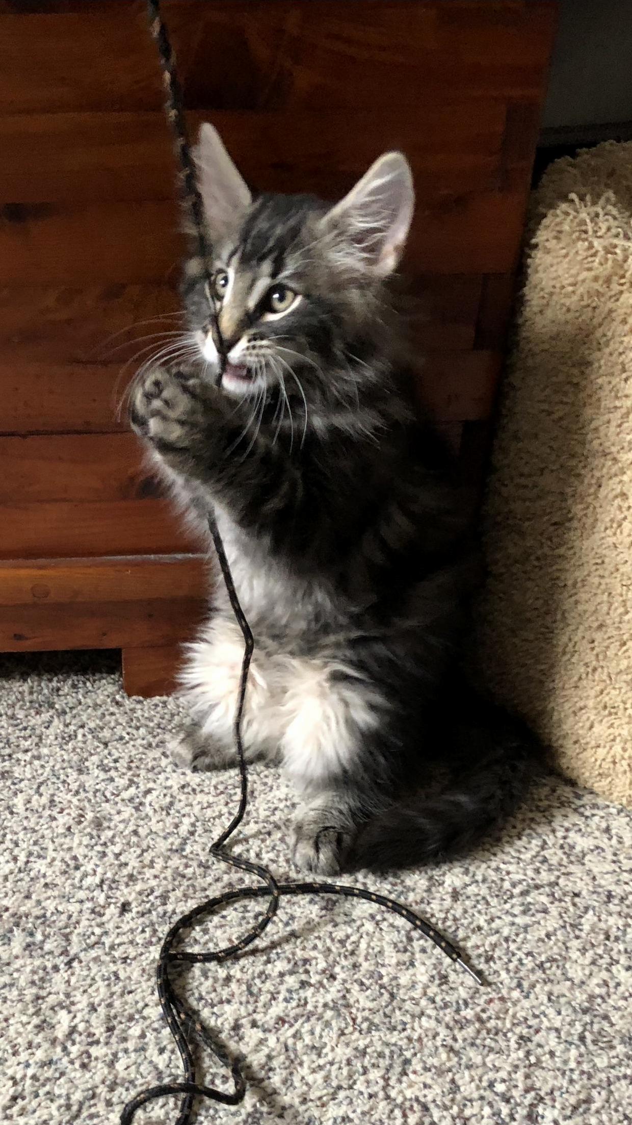 Our new norwegian forest cat, conan.