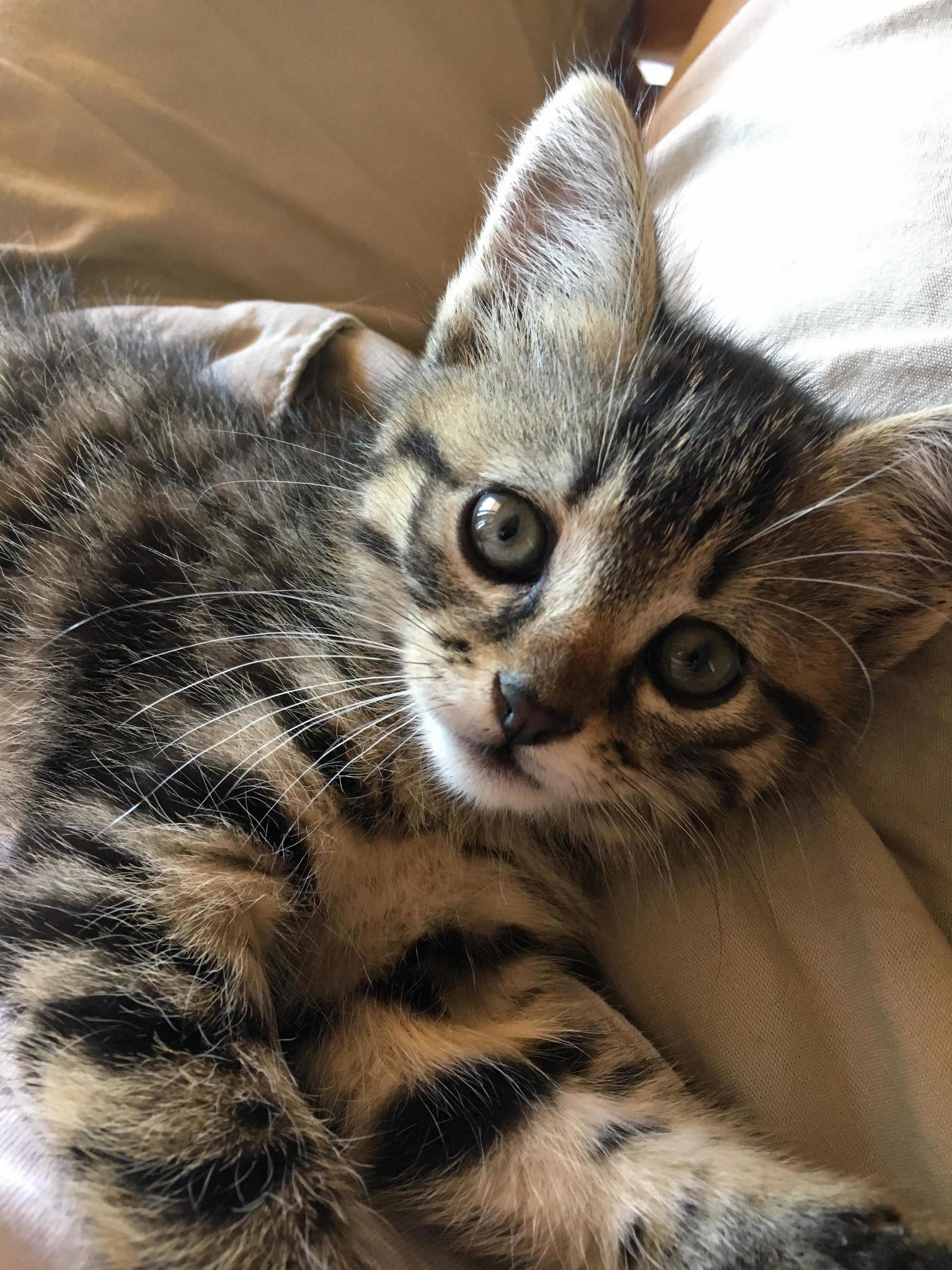 Reddit, meet my new kitten, daphe 