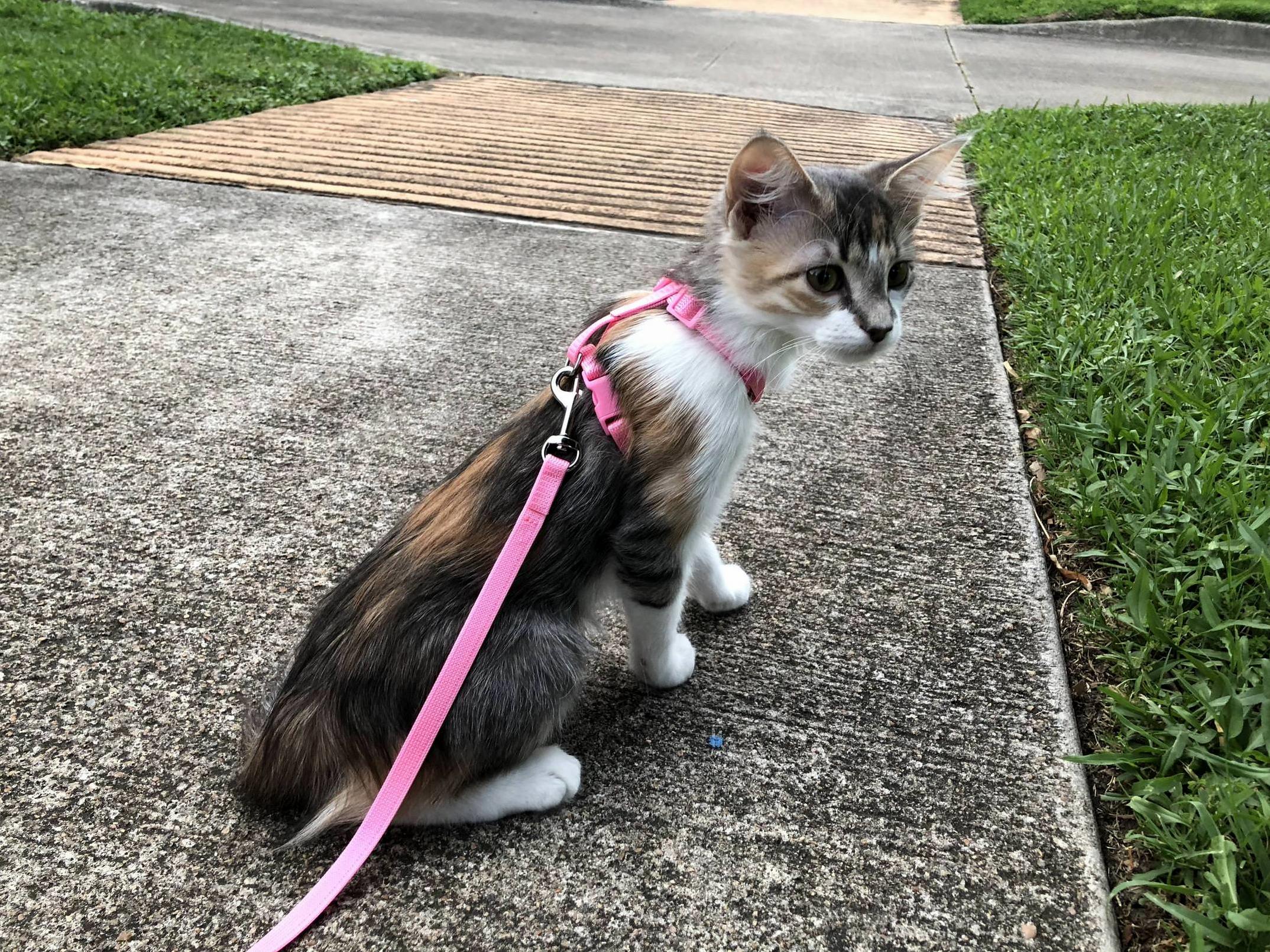 She kept wanting to follow me out the door so i took her on her first walk