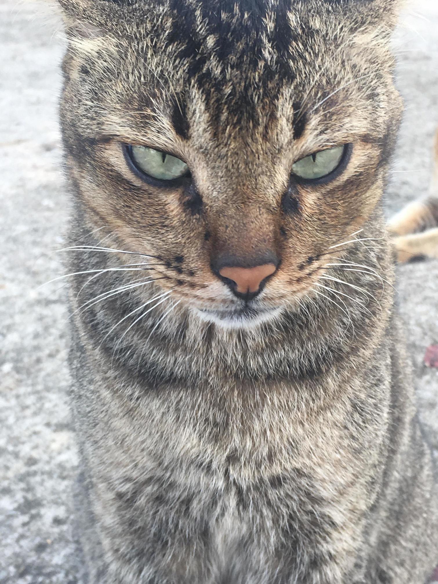 Stray cat staring into my soul
