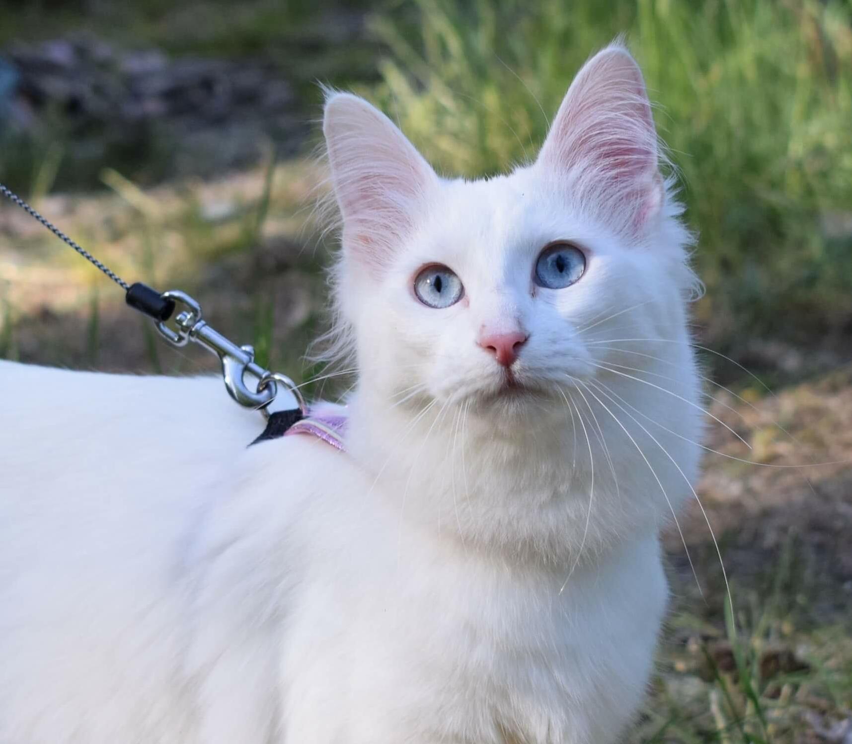 This is my one year old turkish angora safiya. she is absolutely gorgeous! 