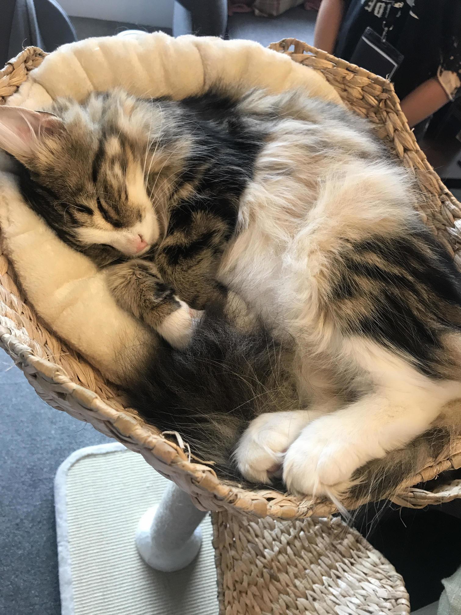 Visited liverpool cat cafe today and fell in love with this gorgeous norwegian forest cat