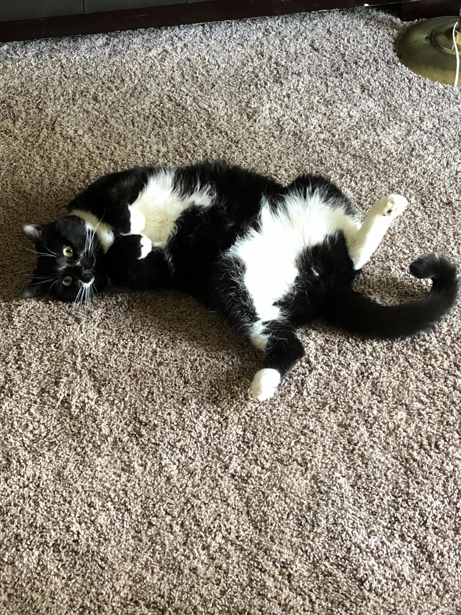 Warning catnip may cause cat.exe to crash for an unexpected amount of time. always administer with caution.