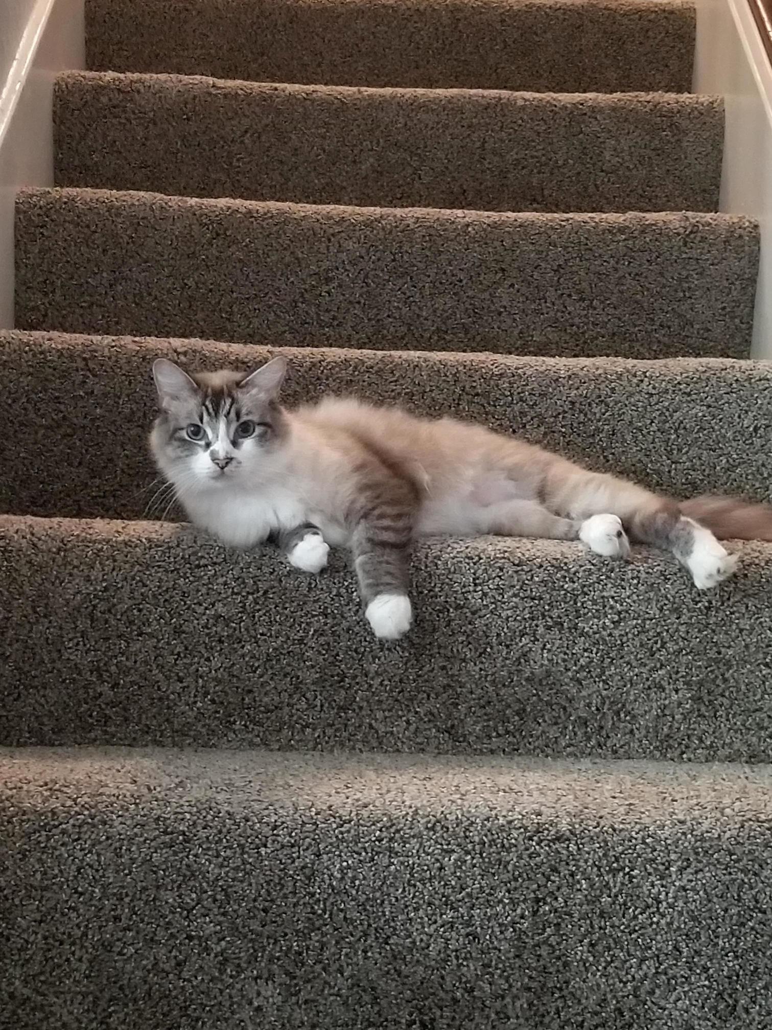We moved into a new house, someone likes the stairs