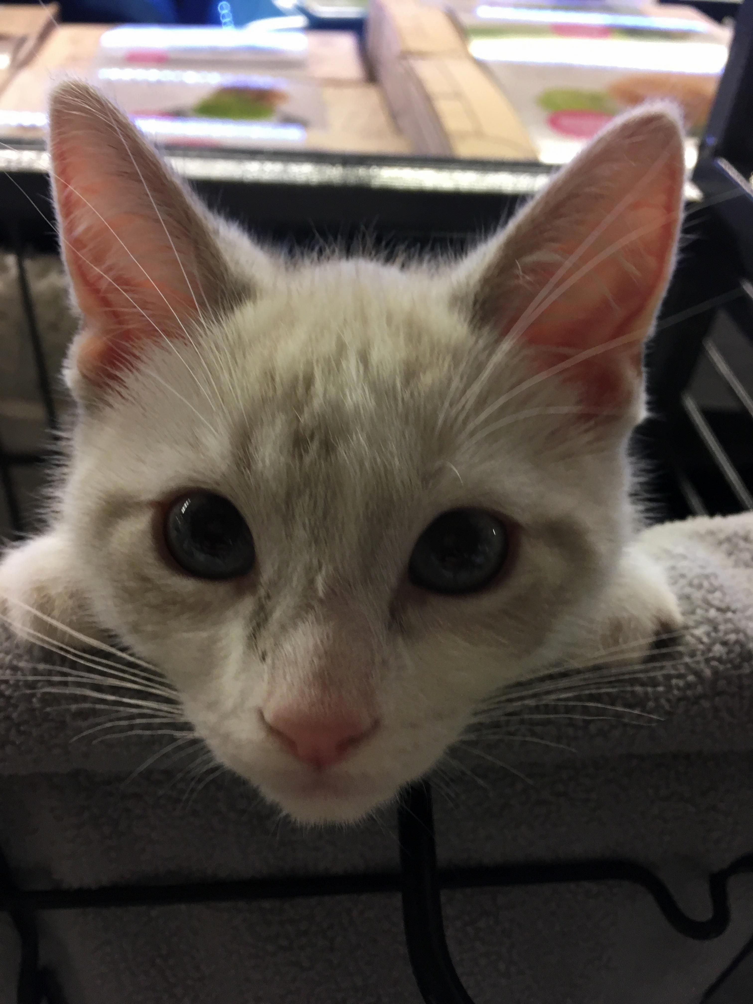 hello. yes, i would like a home. this sweet boy is one of two foster kittens at my work.