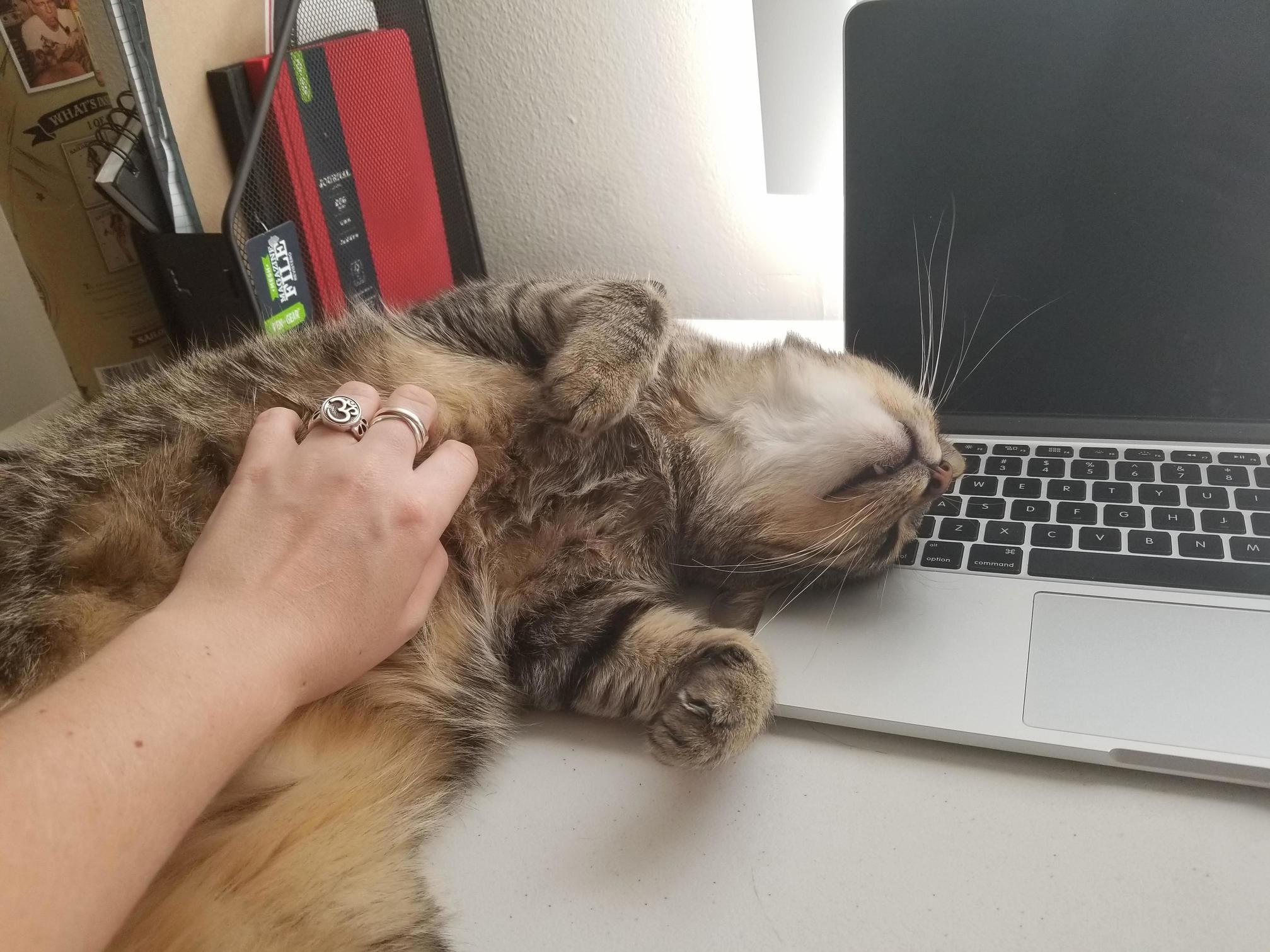 Hes finally comfortable with belly rubs!