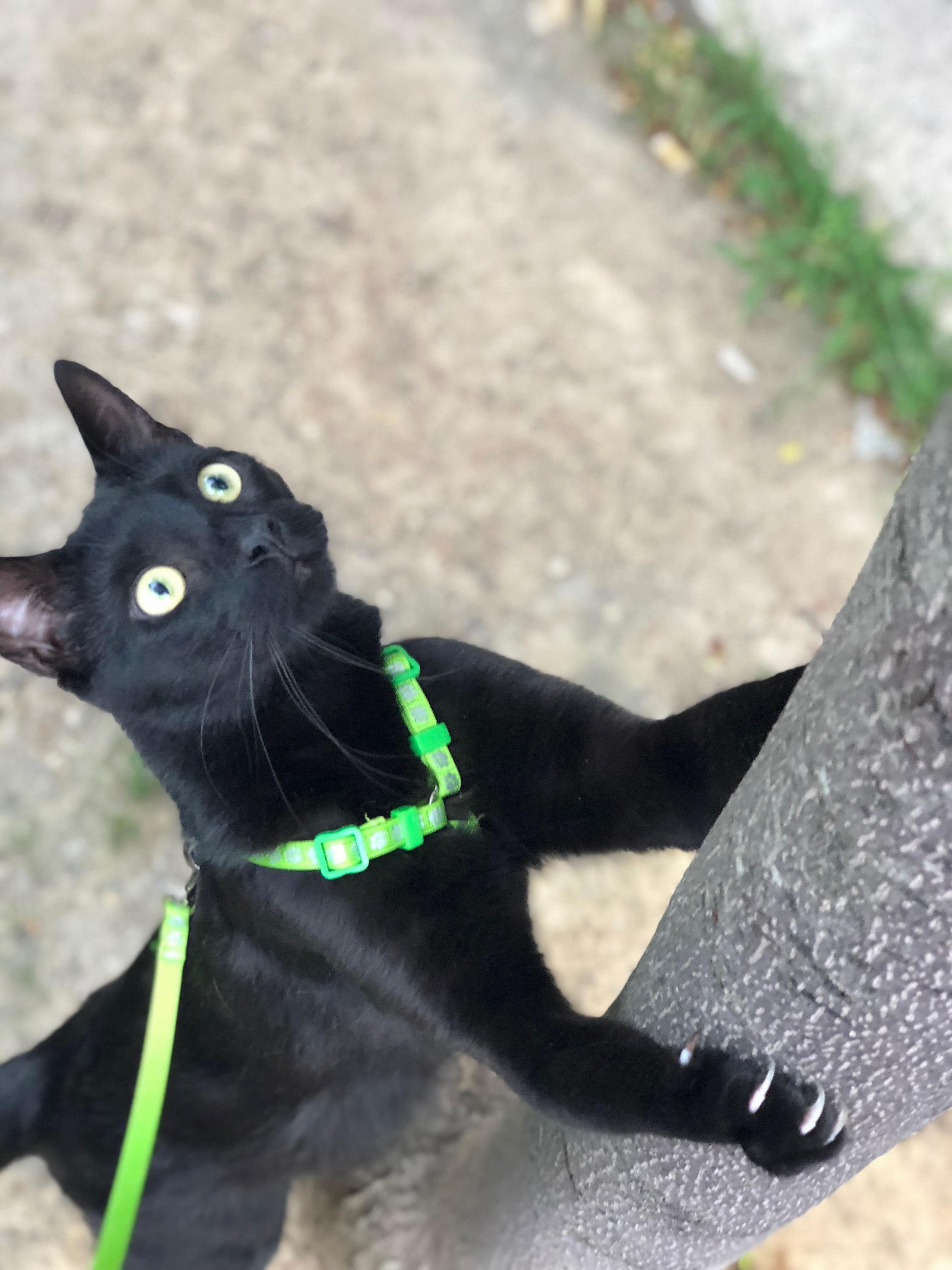 His first time outside on the leash!