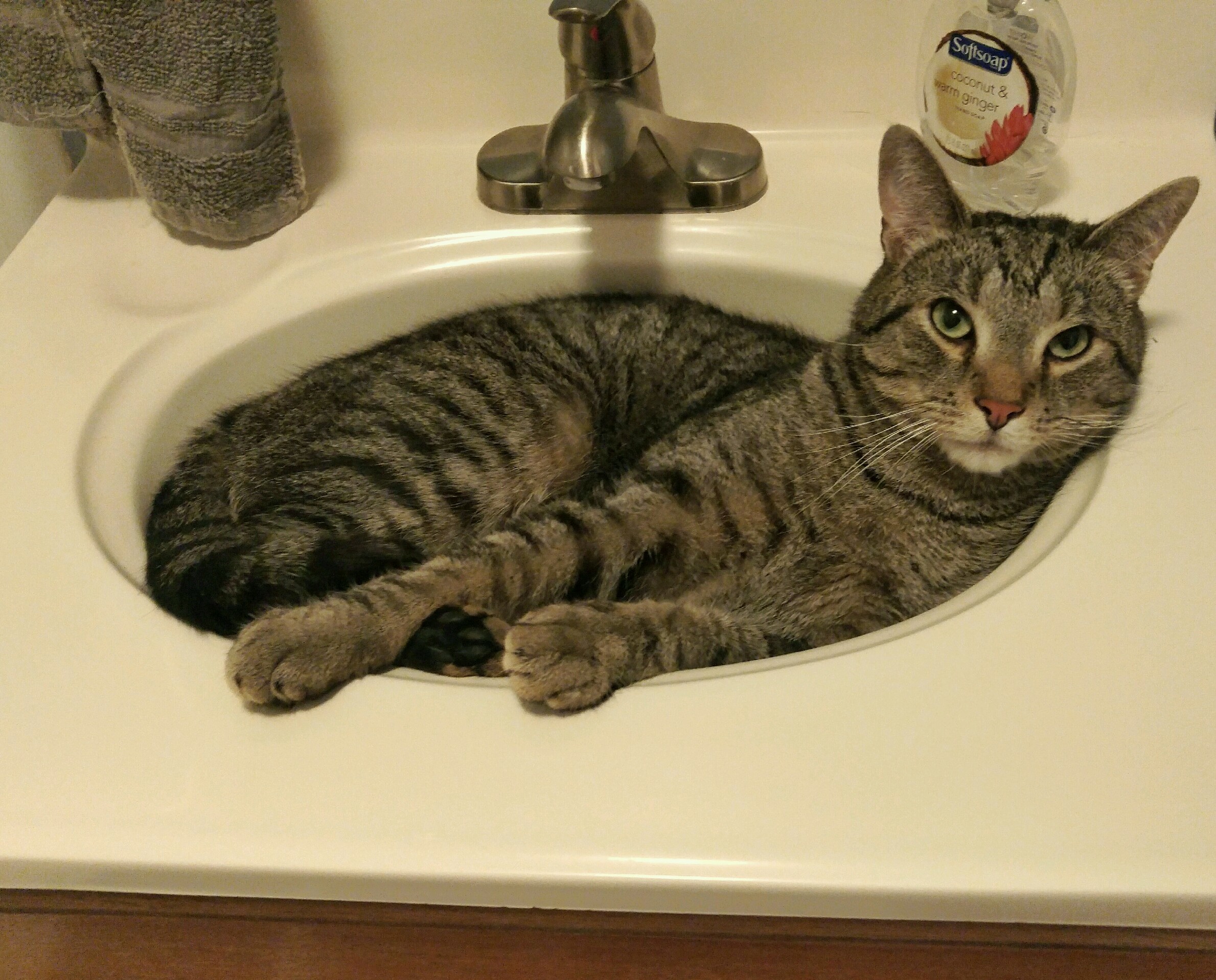 I wish i could fit in the sink, it looks so comfortable