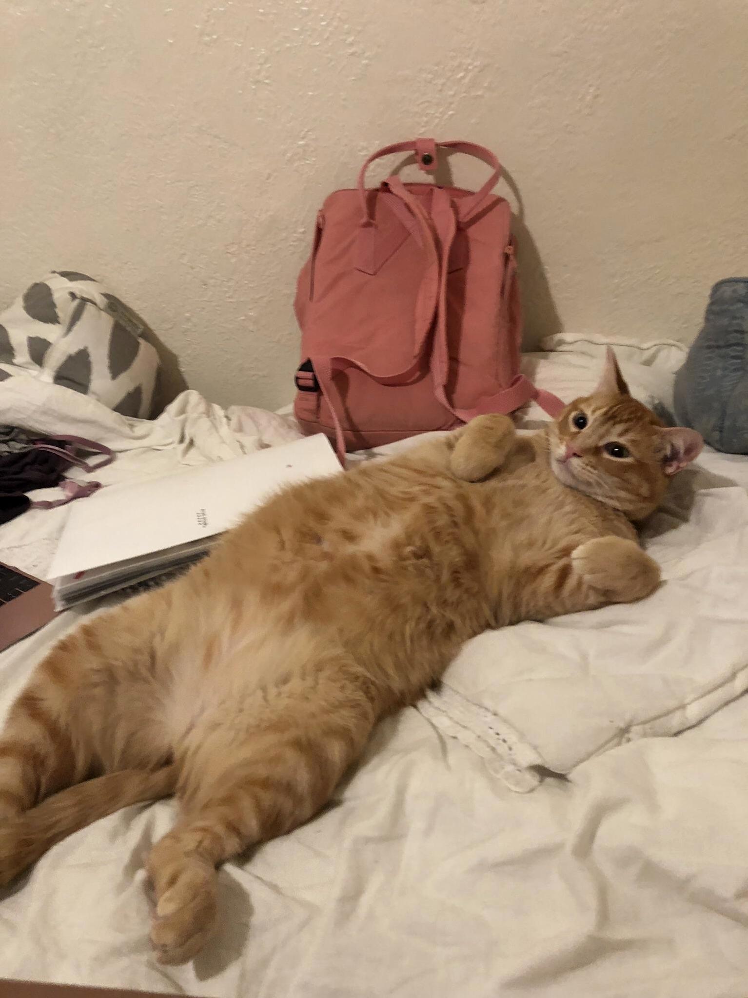 Meet hobbes, my girlfriends cuddly and chunky cat