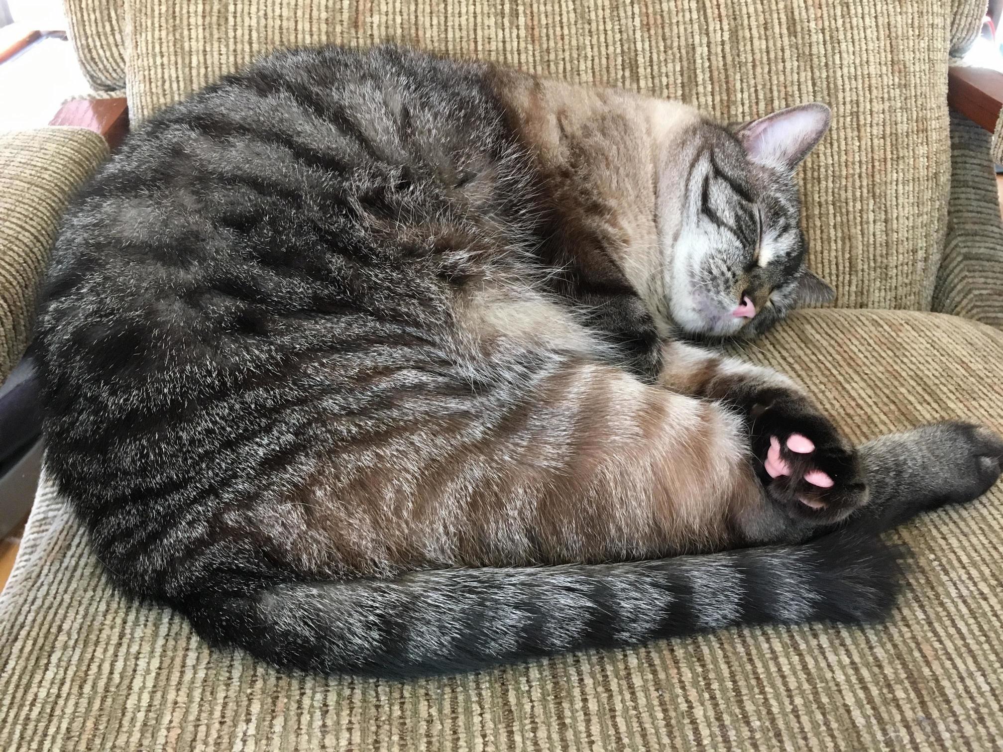 Mr pink beans taking a summer afternoon nap.