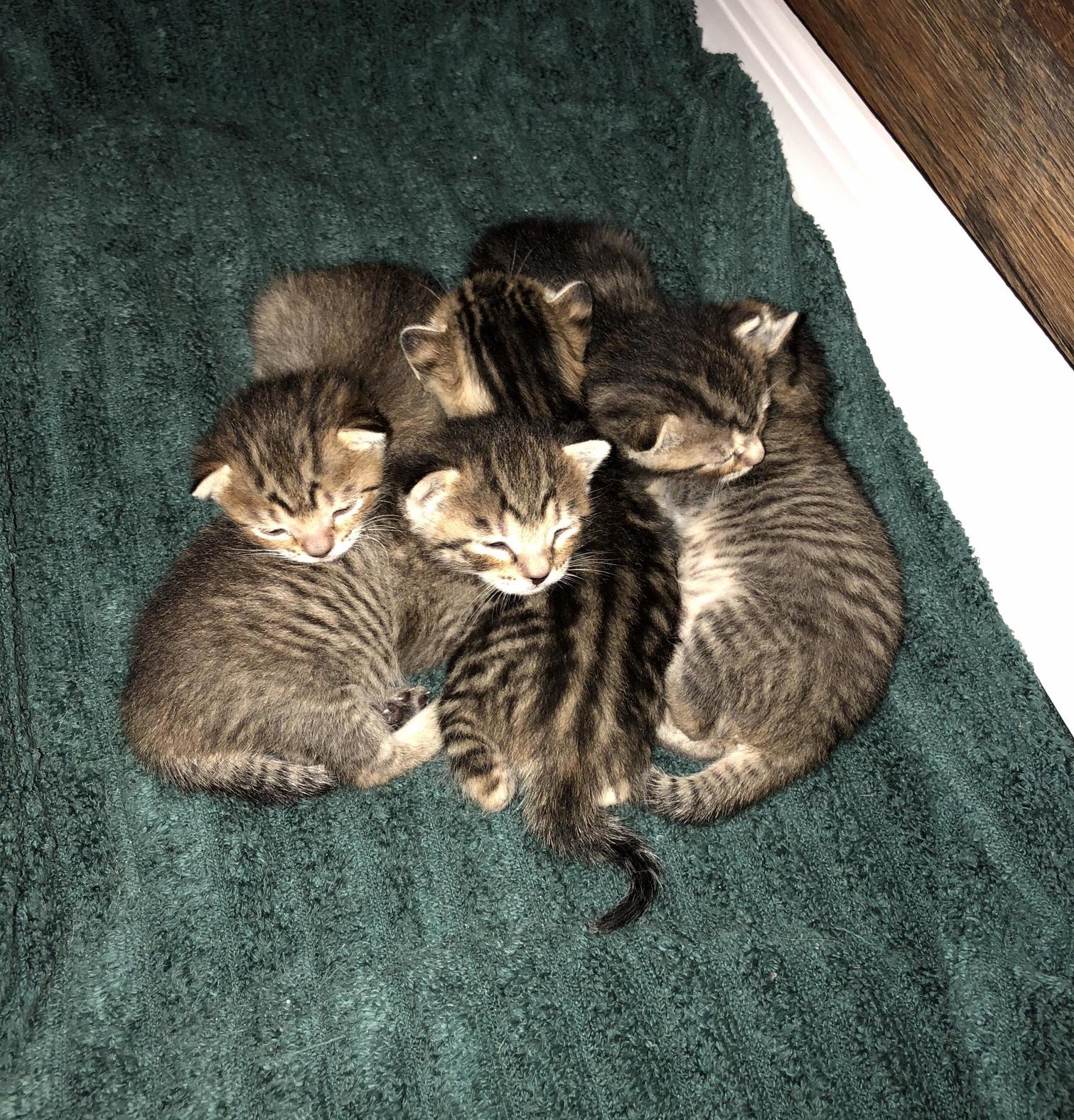 My cats adorable litter