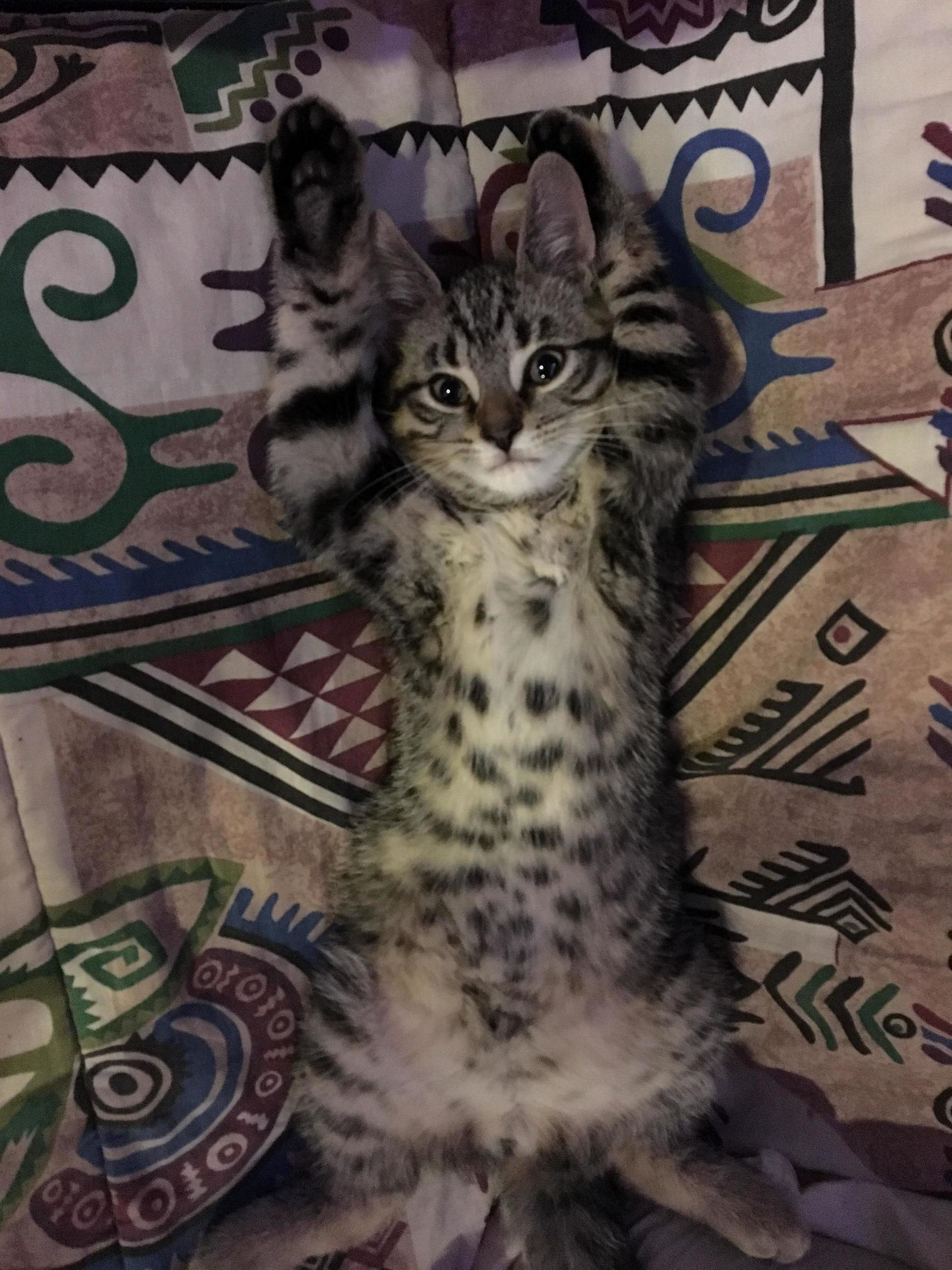 Never thought id get this stretch… new kitty (3 months old lady)