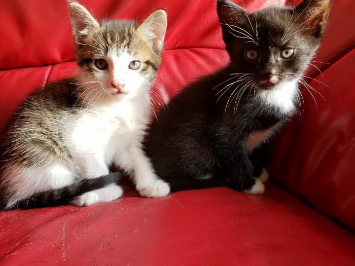 Grandin | Cute cats HQ - Pictures of cute cats and kittens Free ...