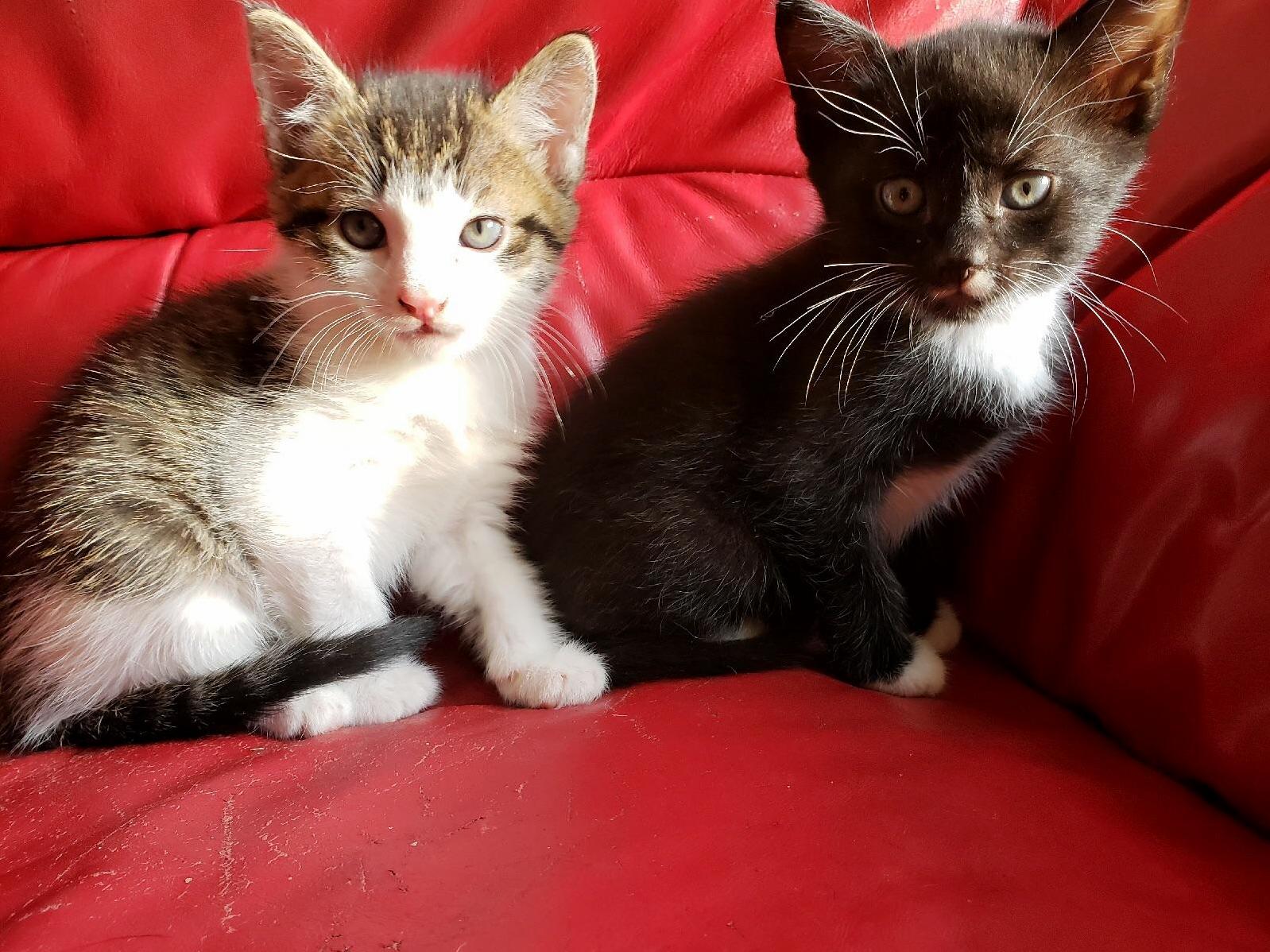 Out soon to be baby on the left, and foster kitten on the right. info in comments.