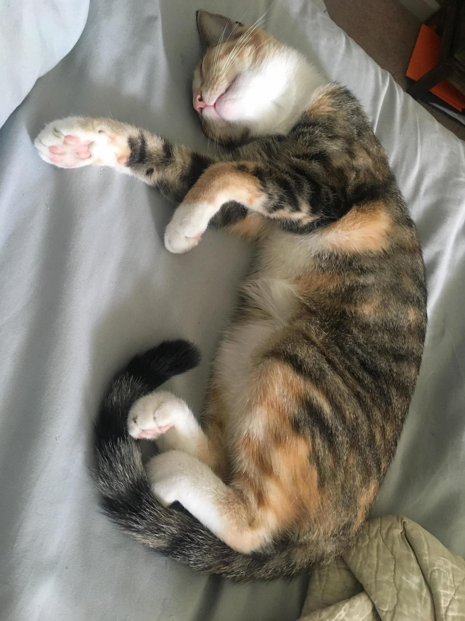 Rescued her almost a year ago… had some burnt beans and a scratch on her lip from being on the highway mid july. now shes the most spoiled baby