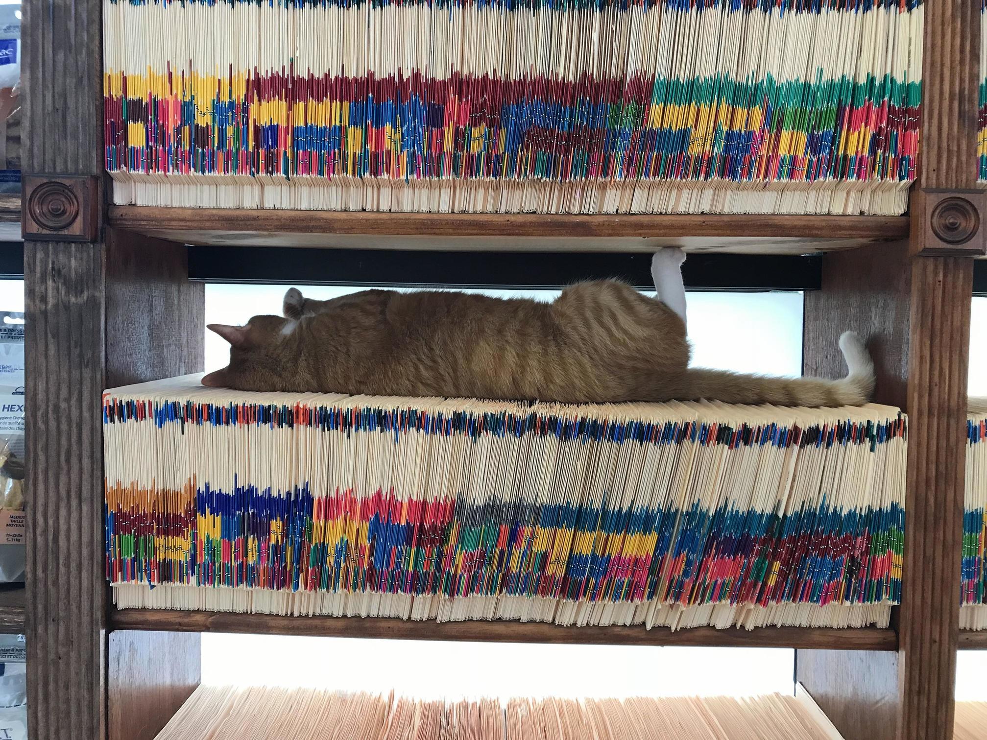Roger the clinic cat napping on files.