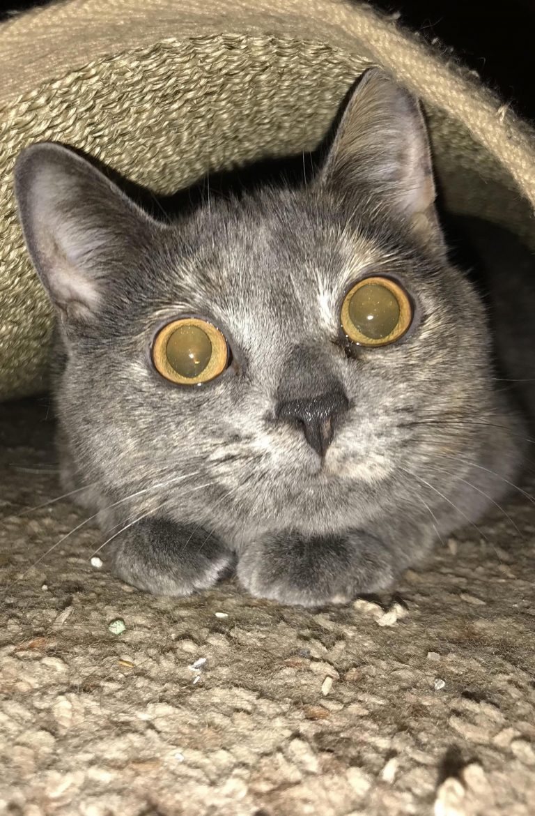 Action Shot Of Leopold Cute cats HQ Pictures of cute cats and