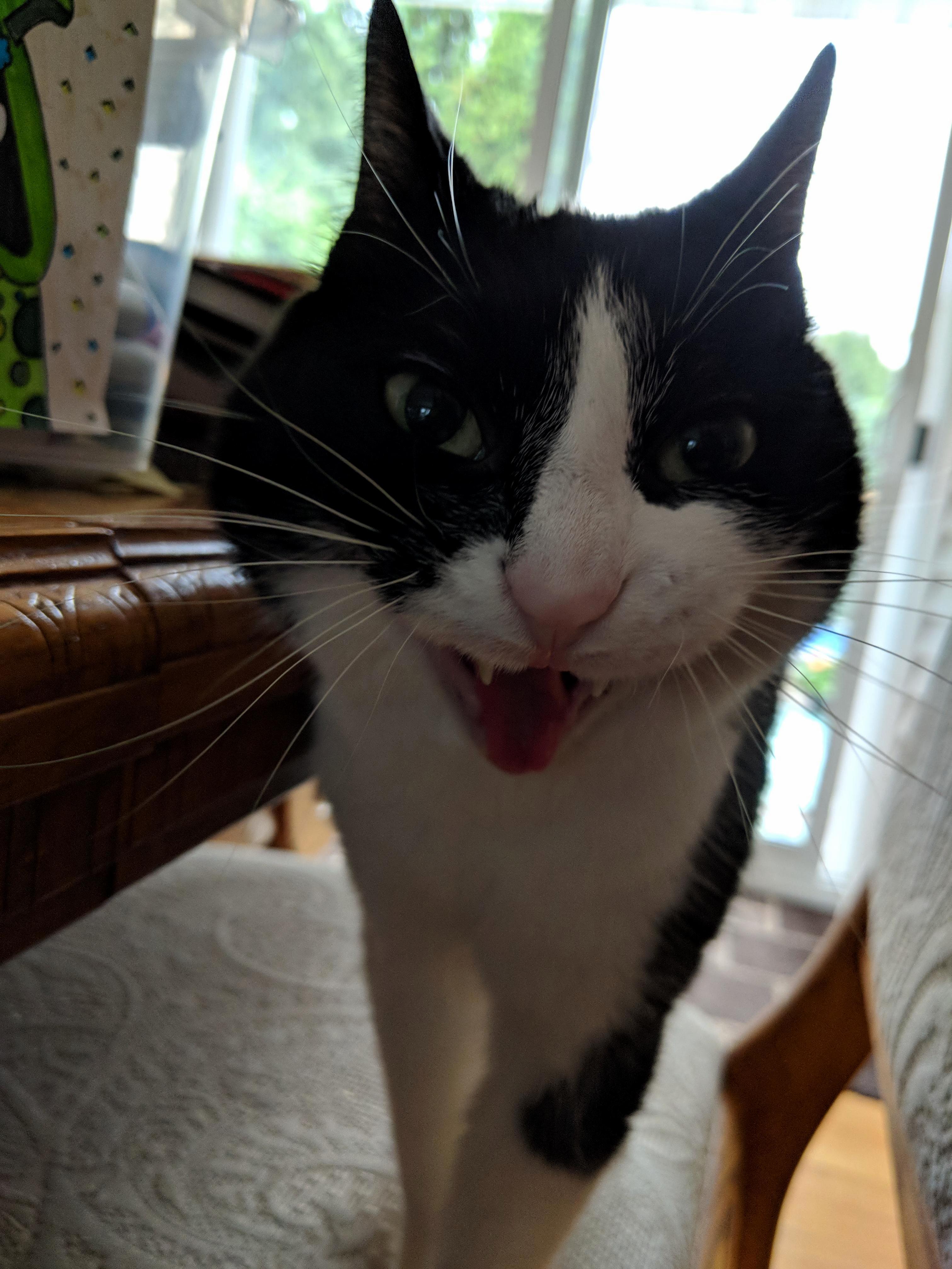 Snapped a picture of my cat, ricky, mid yawn!