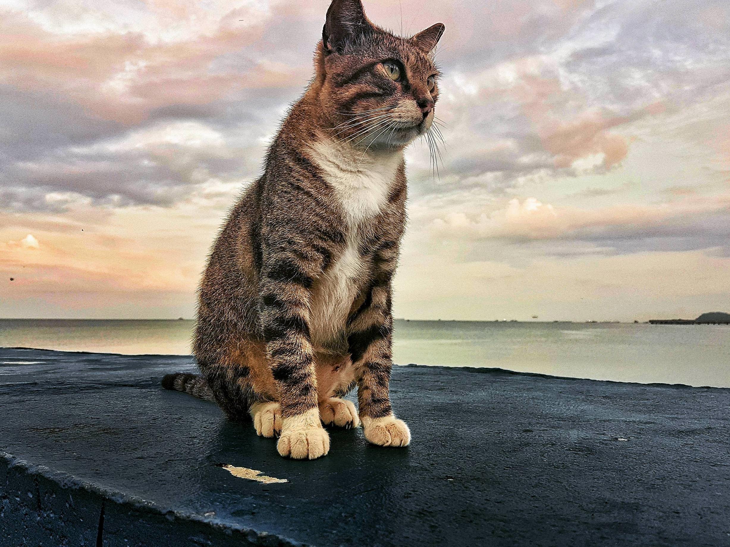 Street kitty gazing into the distance (oc)