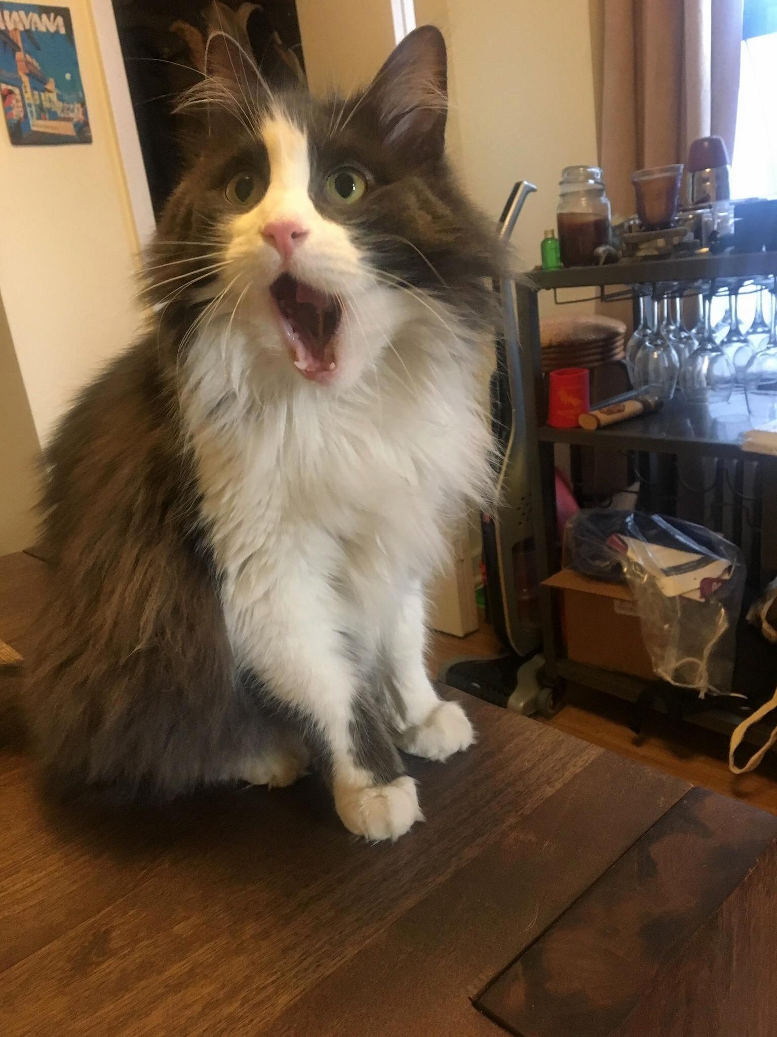 Surprised cat