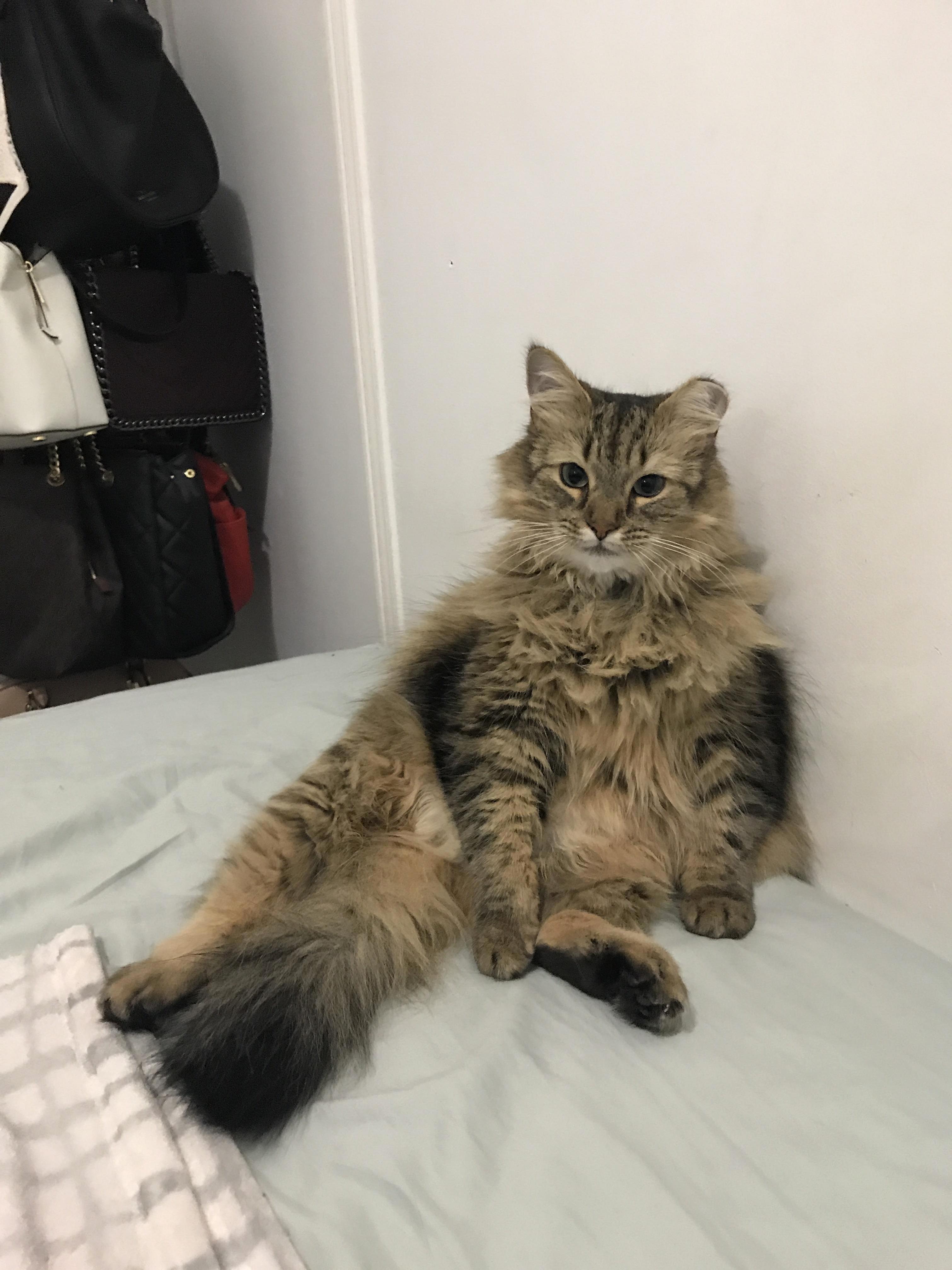 The way my cat sits though