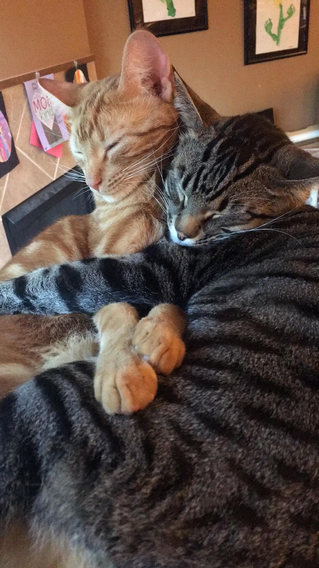 This is gizmo (orange) and farraday (grey) about a year ago.
