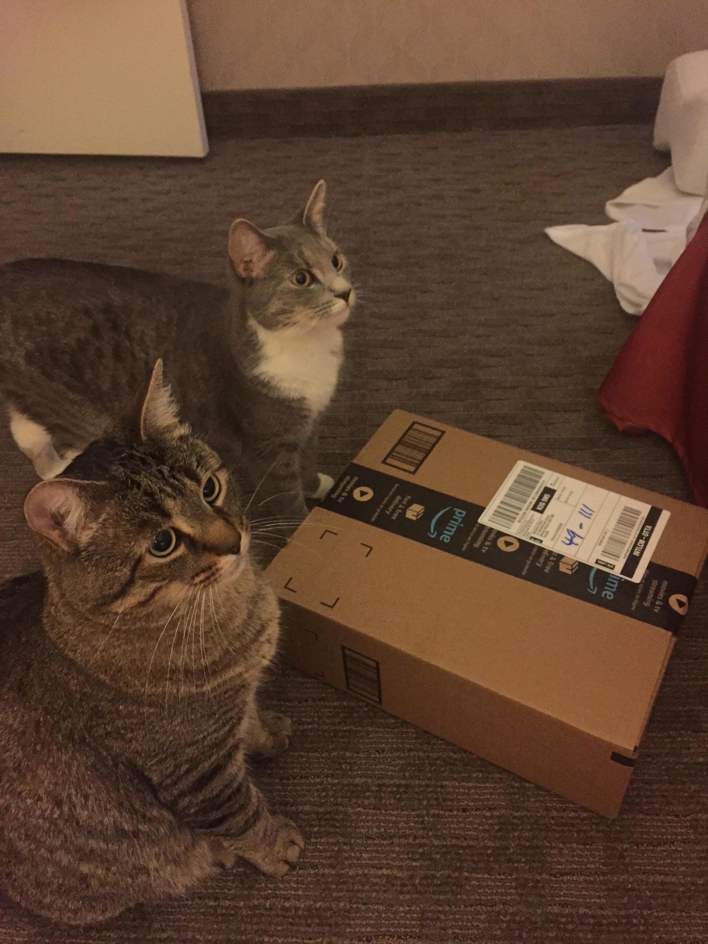 Today is my husbands birthday. miguel and misty eagerly waited to give him his gift this morning (even if it was just to get the box)