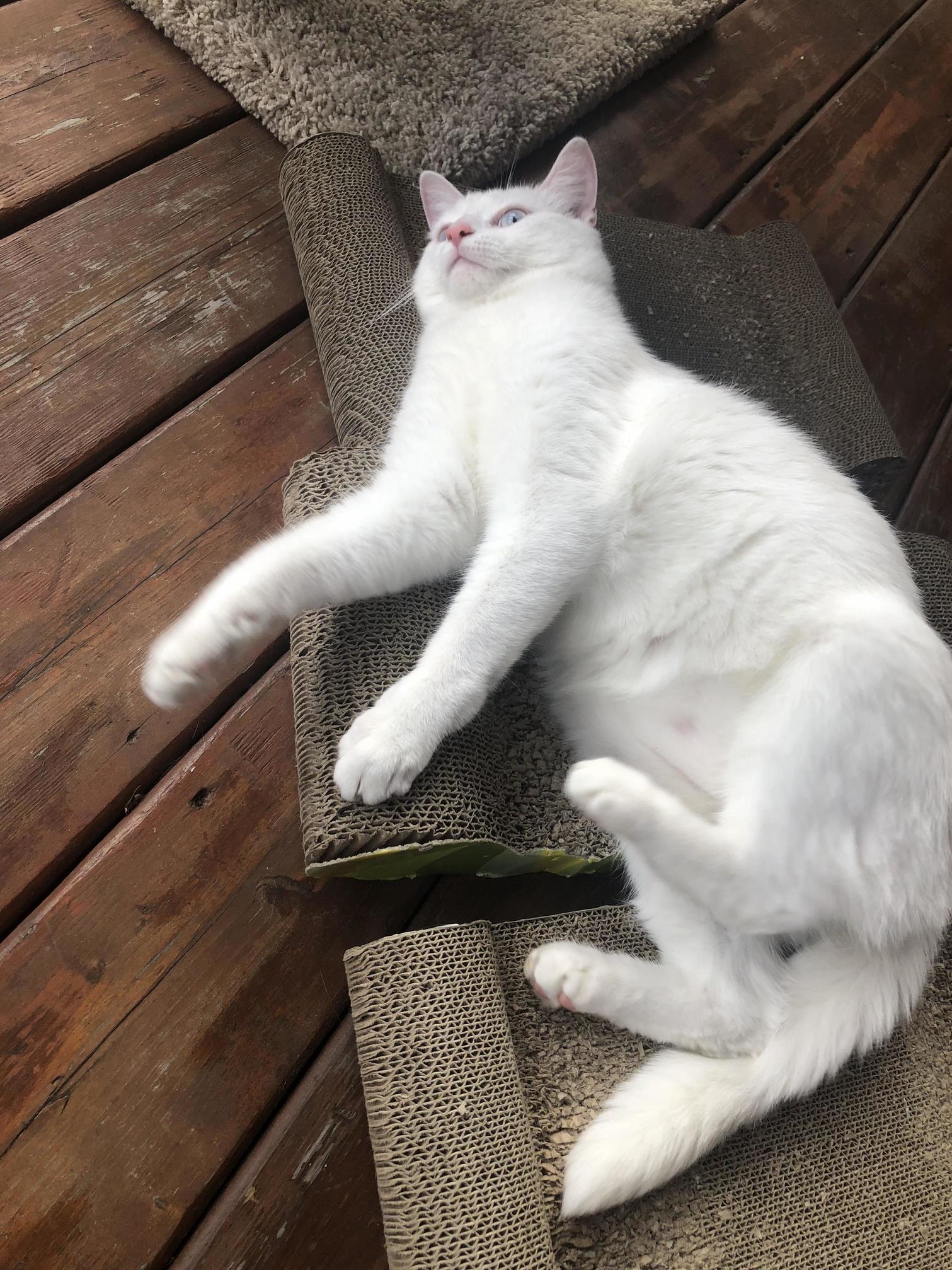Winston lounging on the deck.