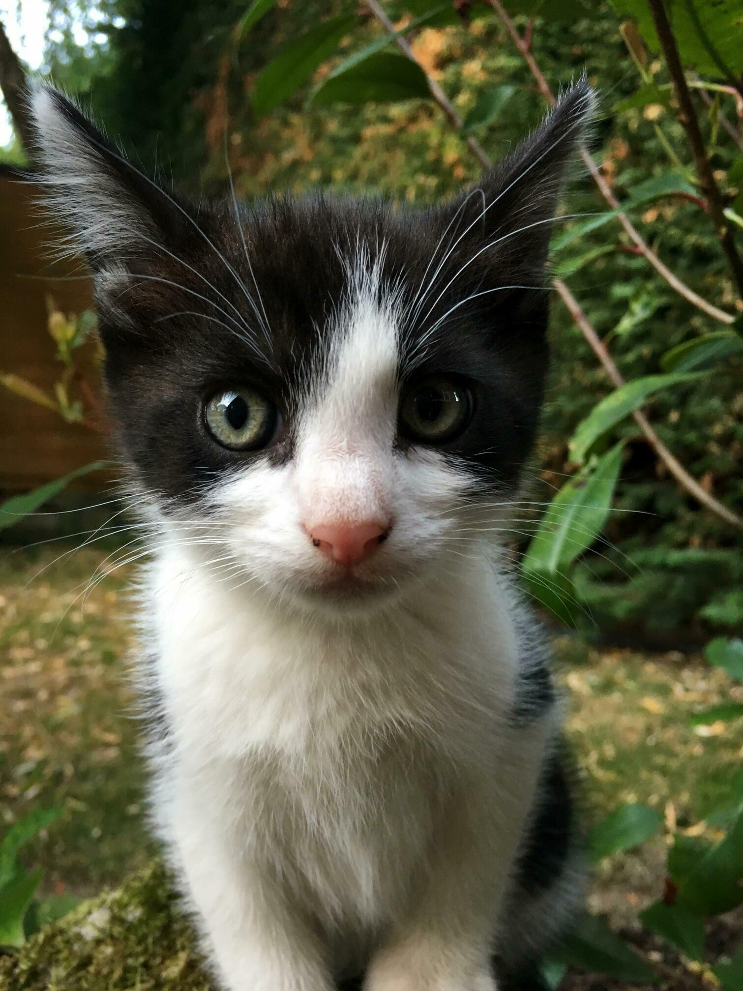 A beautiful kitten that visited my garden today.