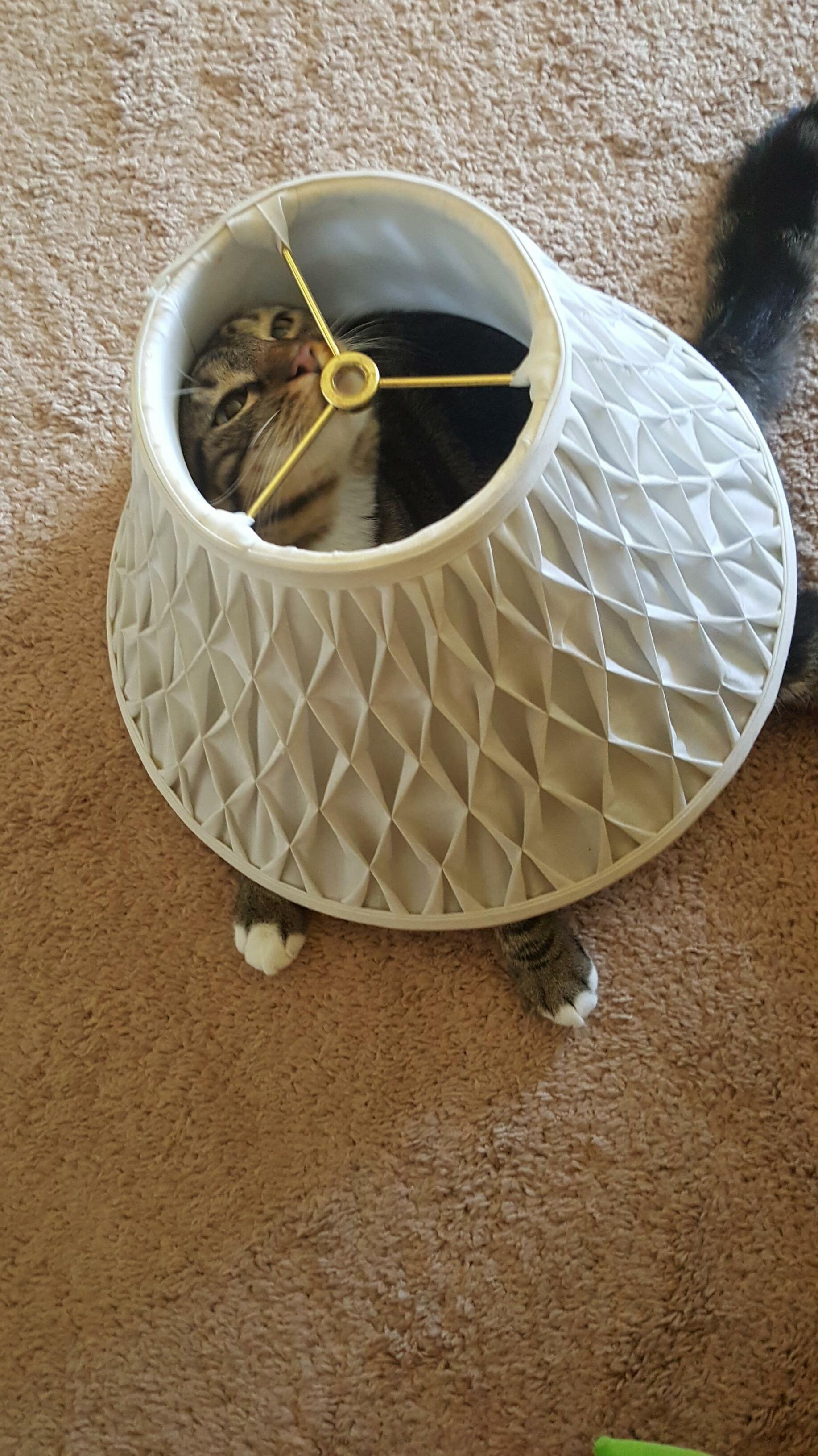 A new kind of lamp for cat lovers.