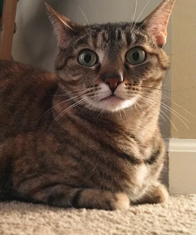 All glory to the hypnoloaf