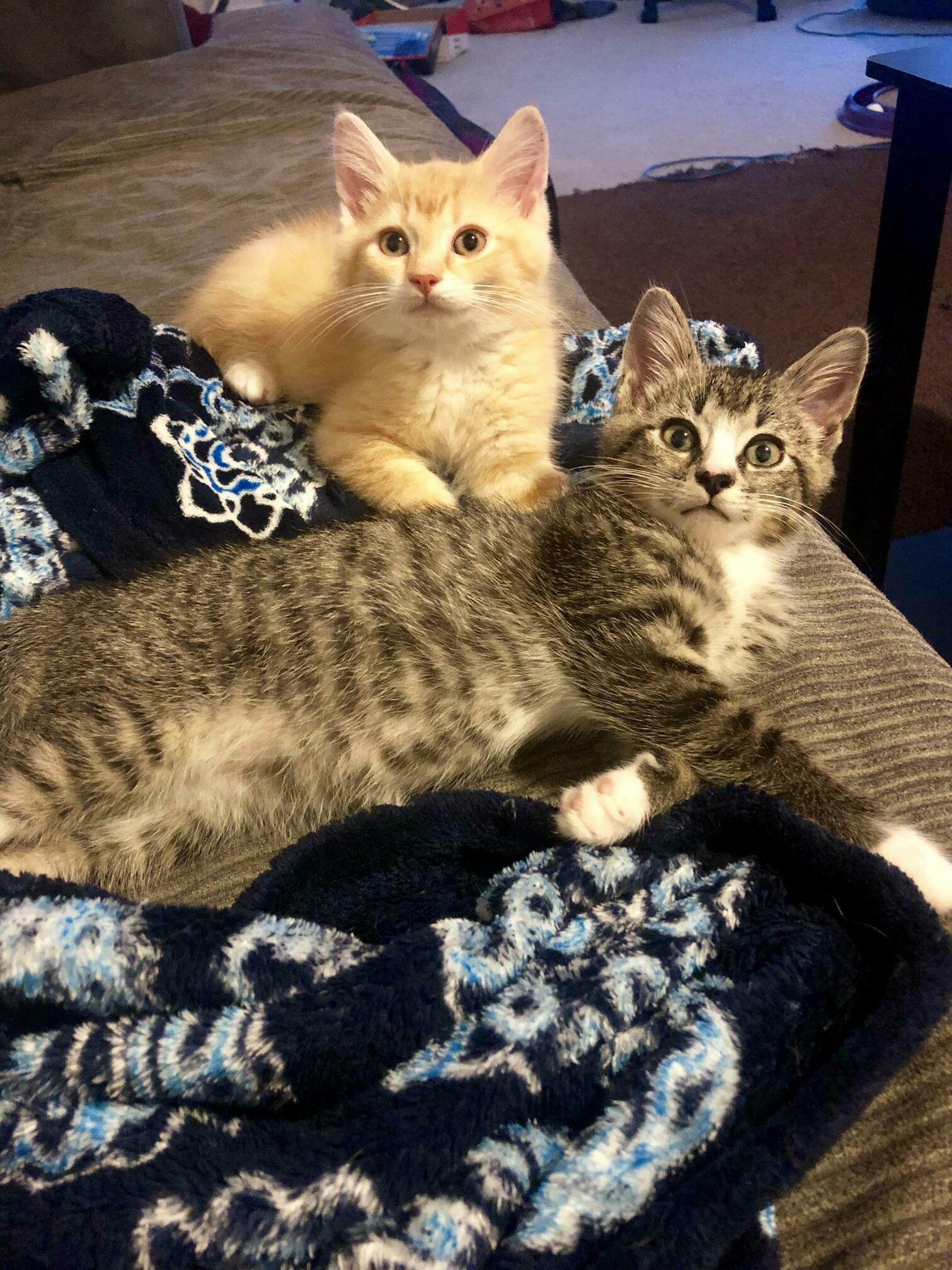 Brothers mutt and jeff. some of the sweetest foster kittens ive ever had!